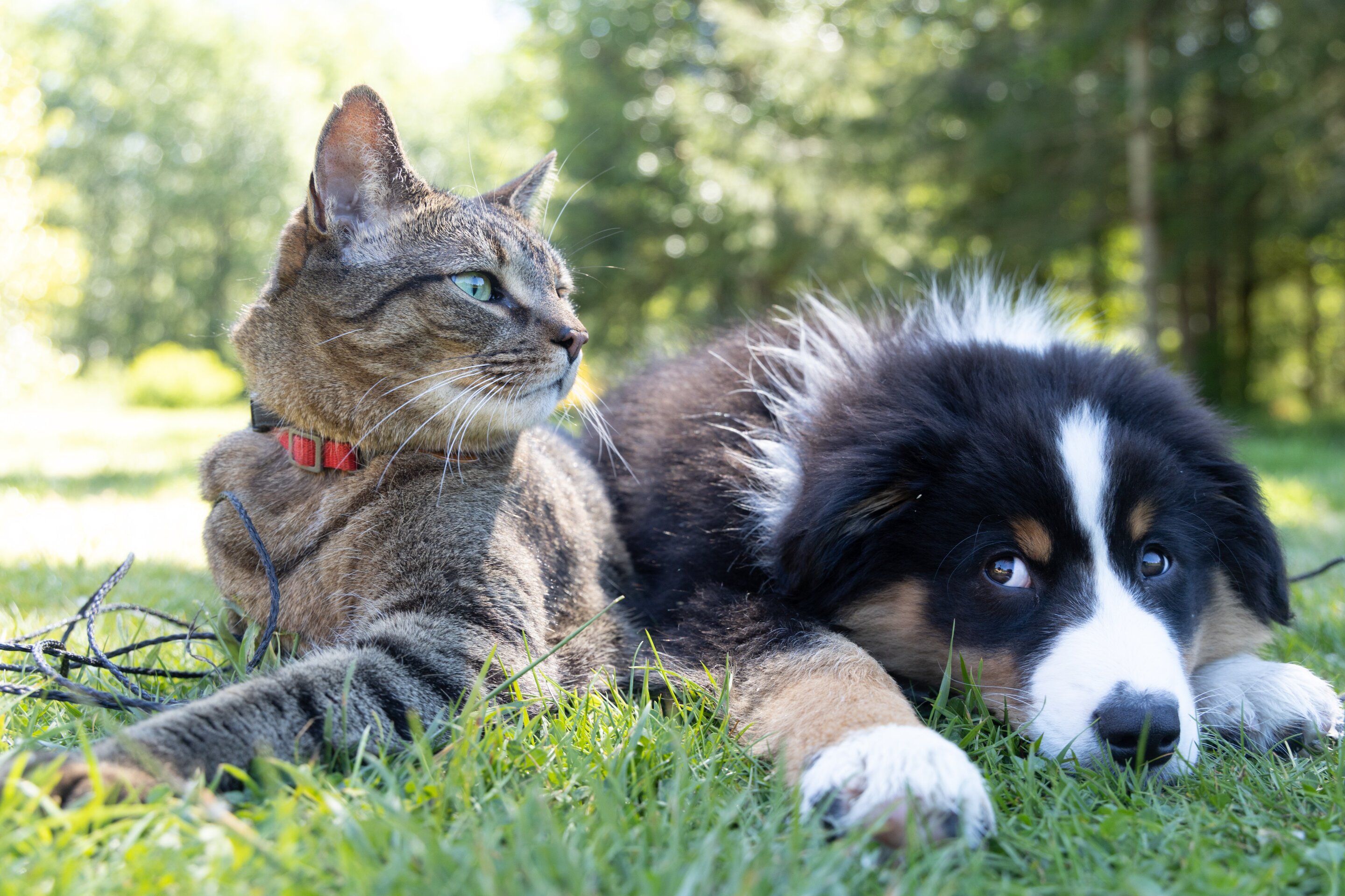 Multi-drug resistant organisms can be transmitted between healthy dogs and cats and their hospitalised owners - current events in healthcare 2022 - Health - Public News Time