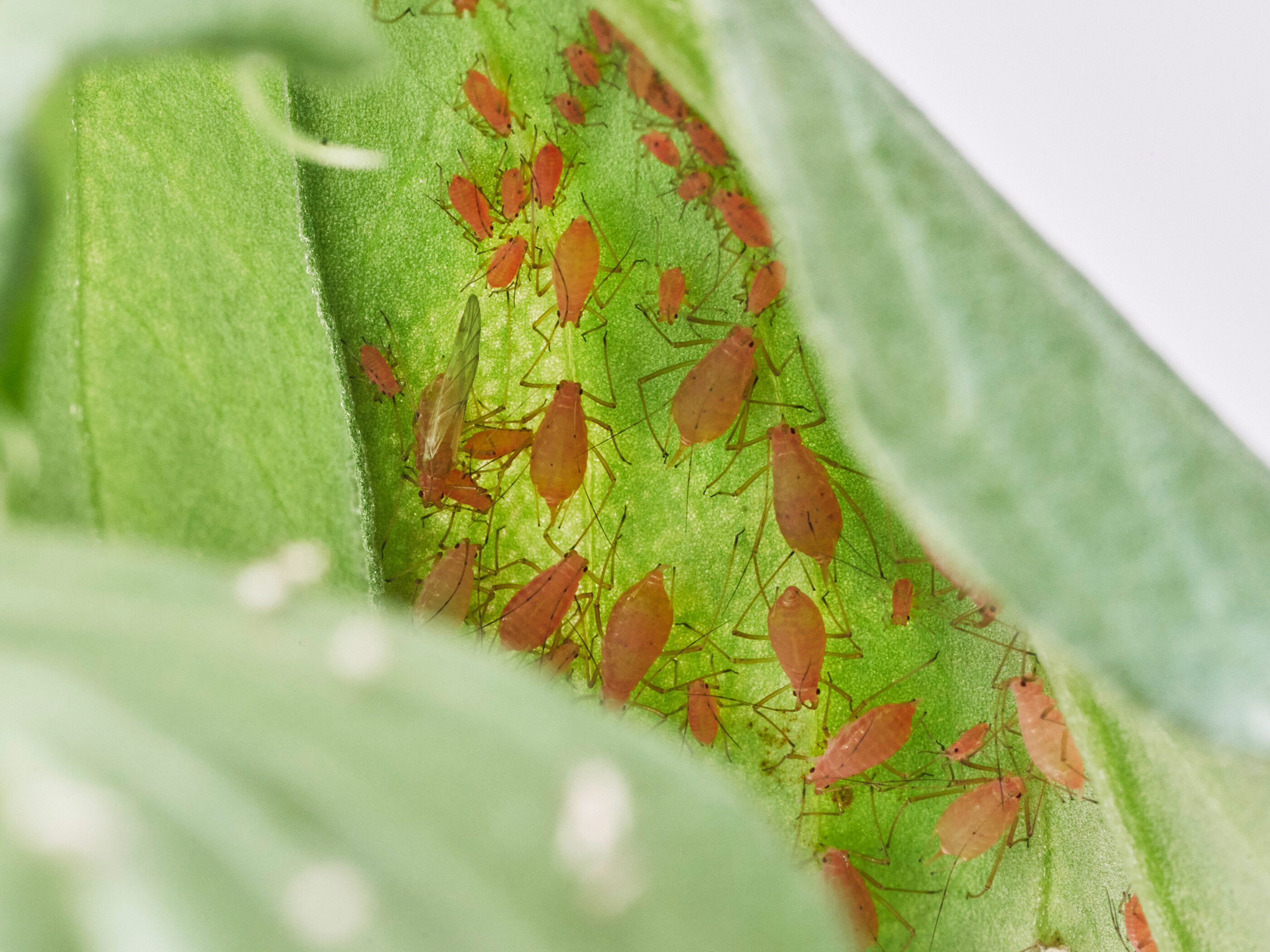 Catnip and pea aphids came up with different ways to make the same molecule