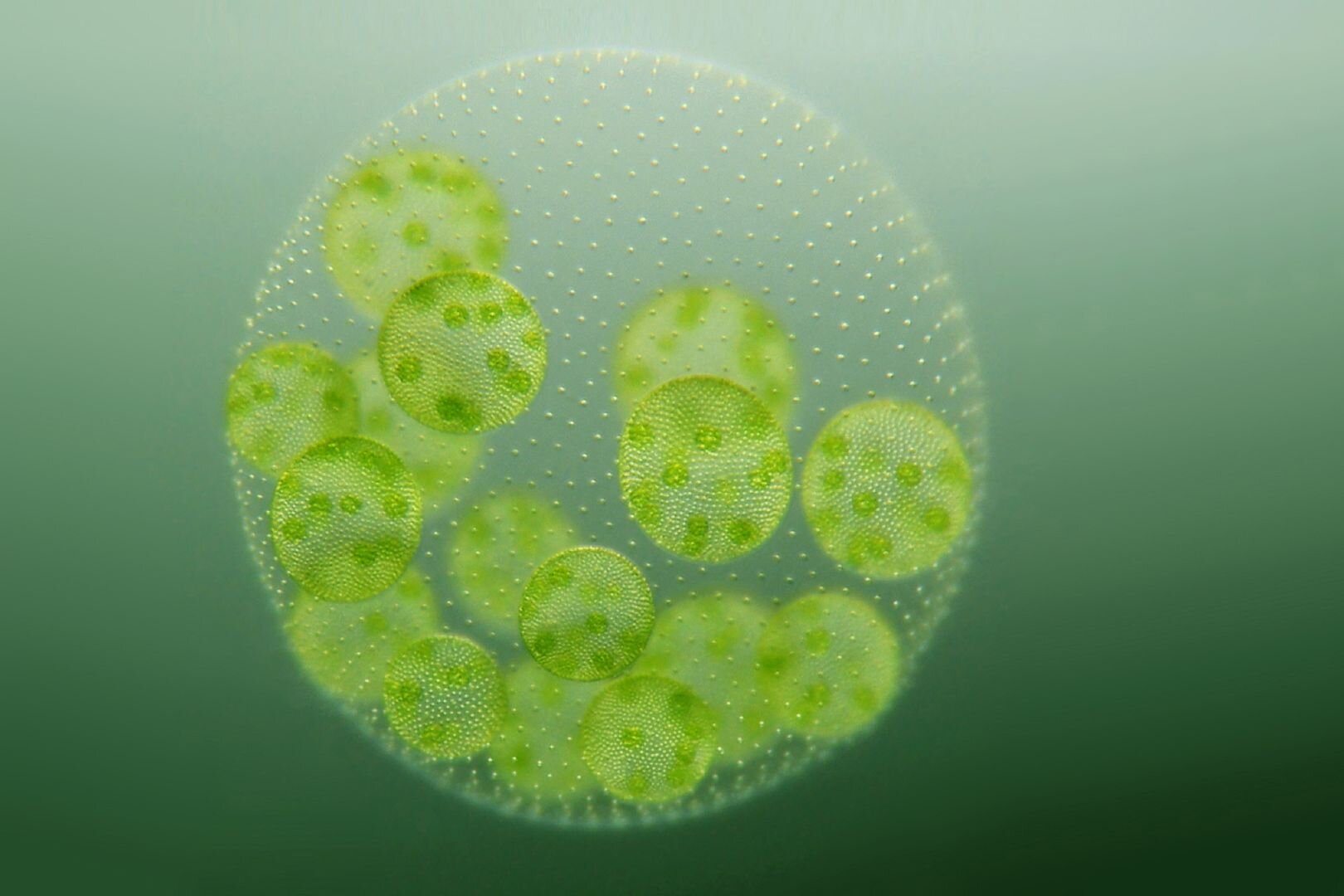 Одноклеточная зеленая водоросль хламидомонада. Вольвокс водоросль. Деление вольвокса. Вольвокс репродуктивные клетки. Хлорелла водоросль.