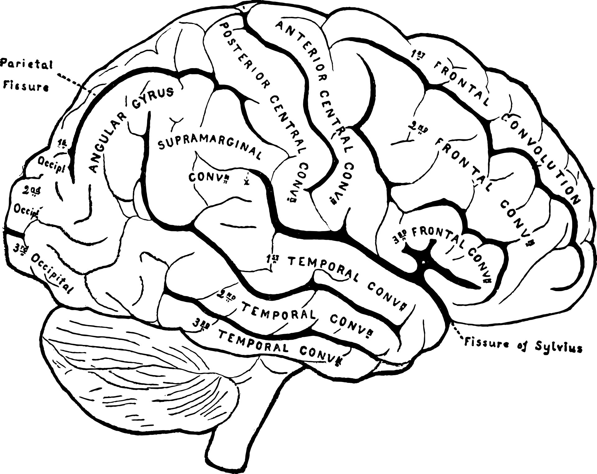 Верхнелатеральная поверхность конечного мозга