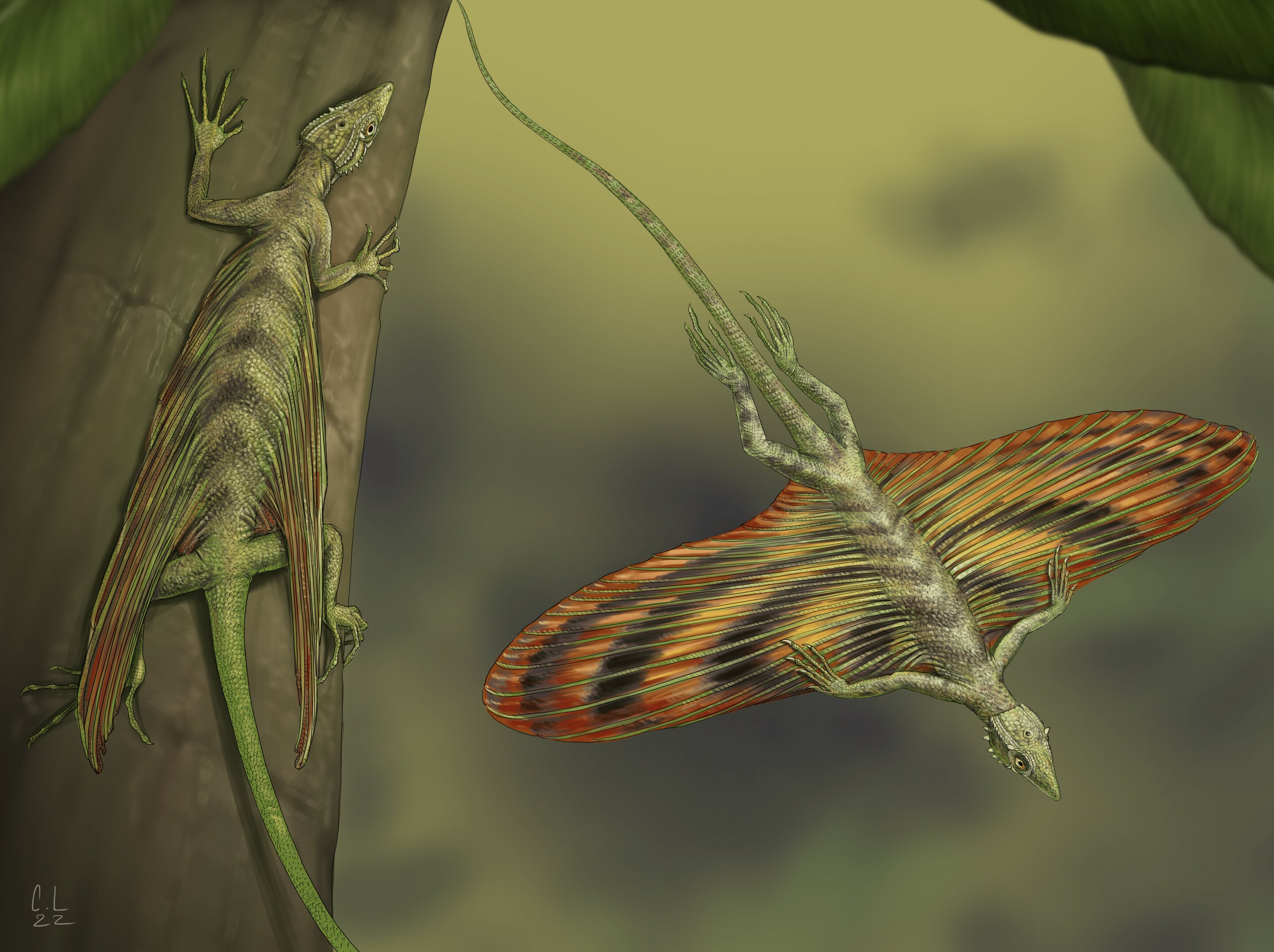 Changes in the tree canopy facilitated the evolution of the first-ever gliding reptile, new study suggests