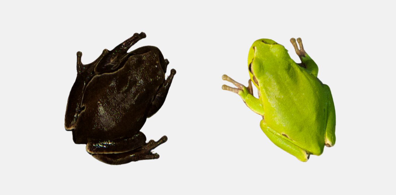 Chernobyl shaded frogs exhibit evolution in motion thumbnail