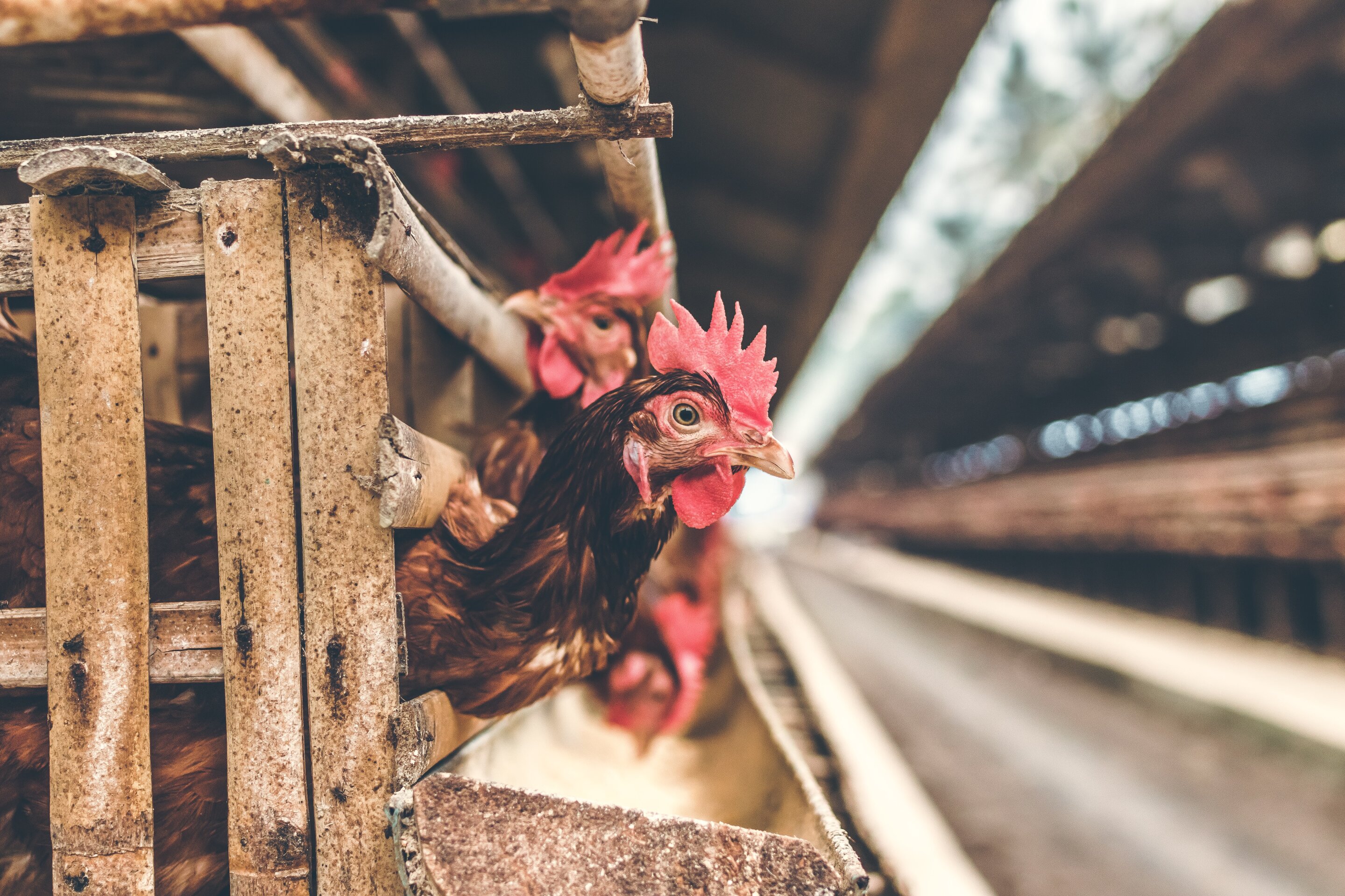 Nederlanders doodden 300.000 kippen na uitbraak vogelgriep