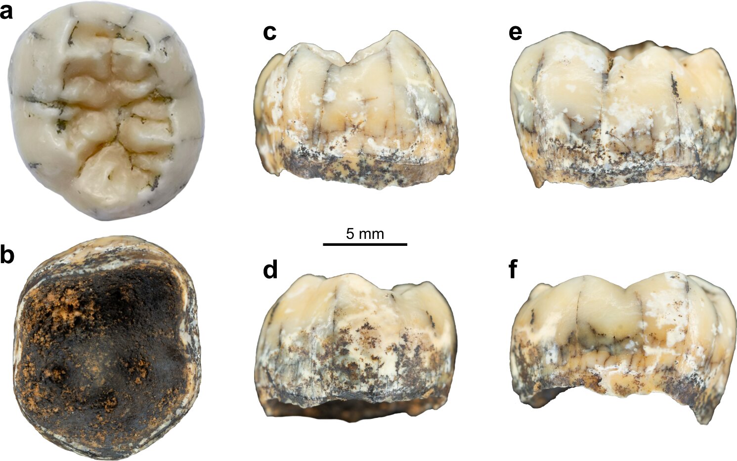 Child's tooth could offer clues to ancient human relative