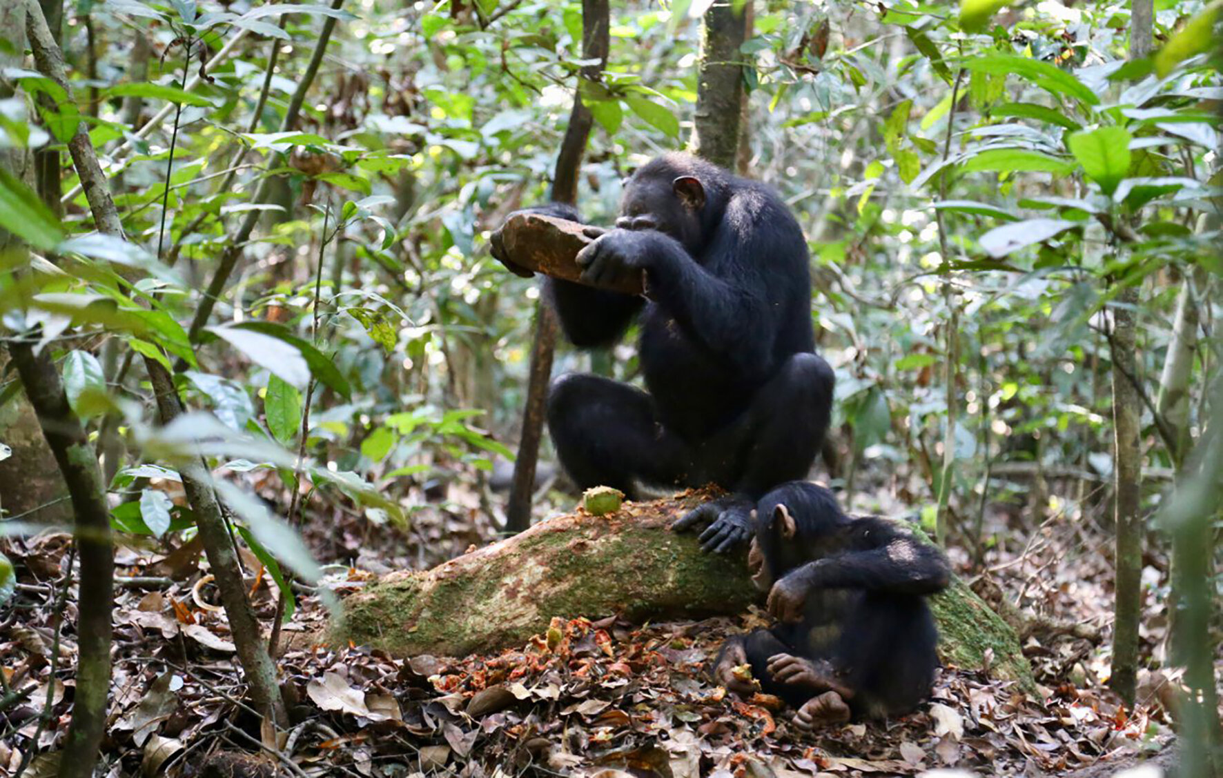 Los investigadores identifican una variedad de herramientas de piedra de chimpancé para romper diferentes especies de nueces