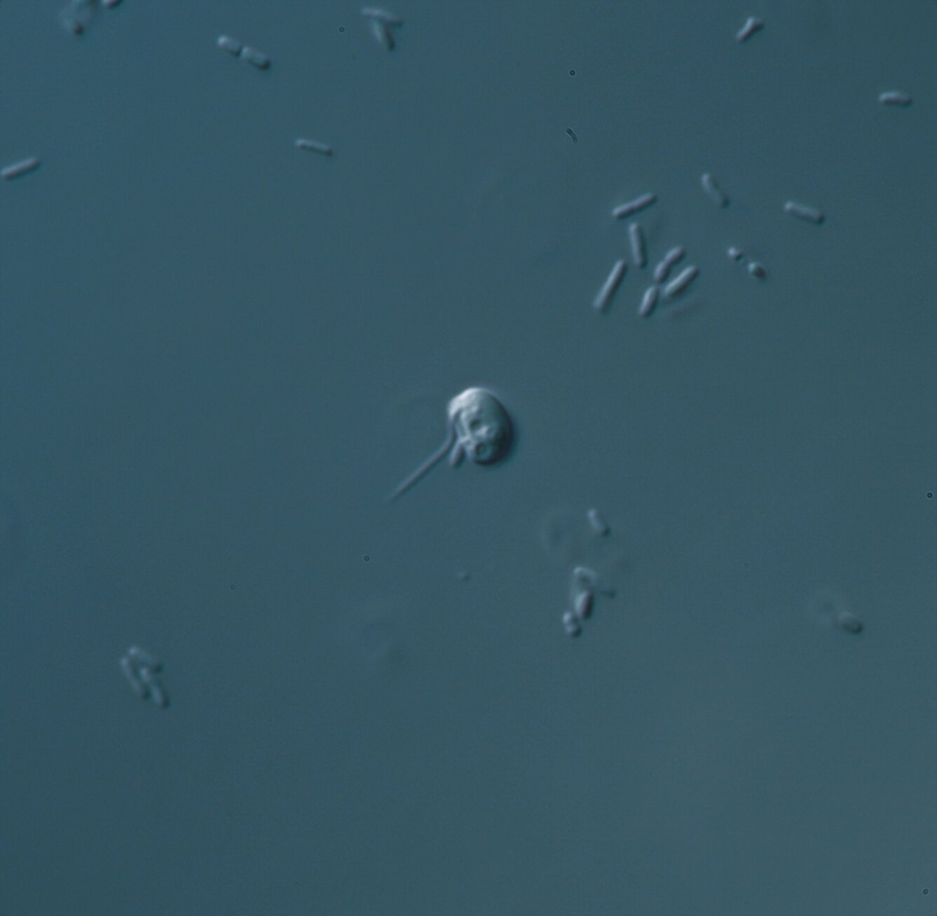 Chromatine is 1 tot 2 miljard jaar geleden ontstaan ​​in oude microben
