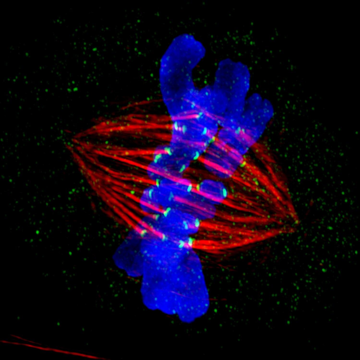 photo of Researchers unravel role of cohesins in embryonic stem cell division image