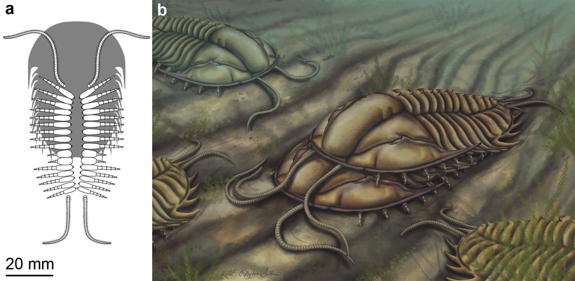 Clasper appendages discovered in mid-Cambrian trilobite show horseshoe crab-like mating behavior