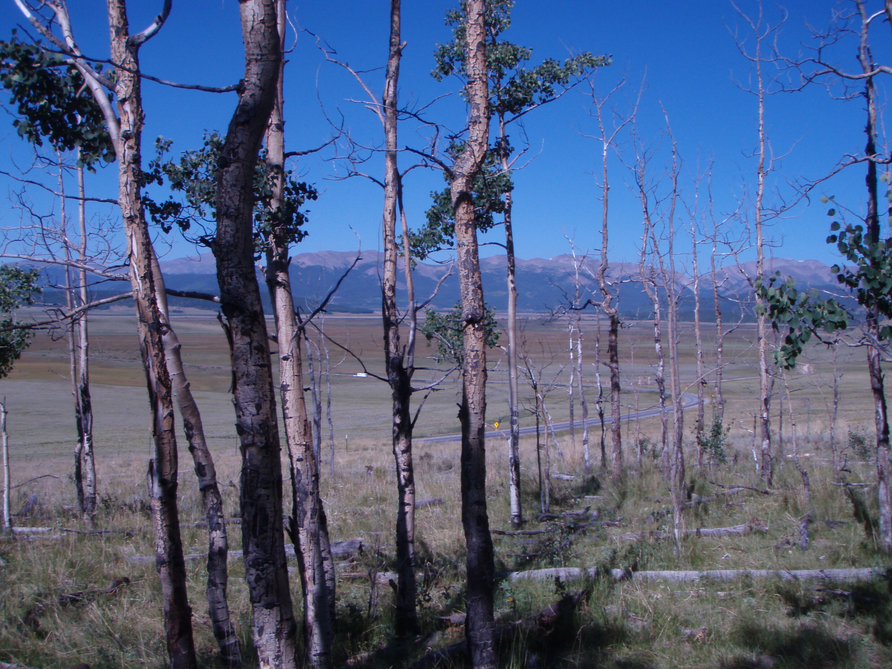 Climate change increases risks of tree death
