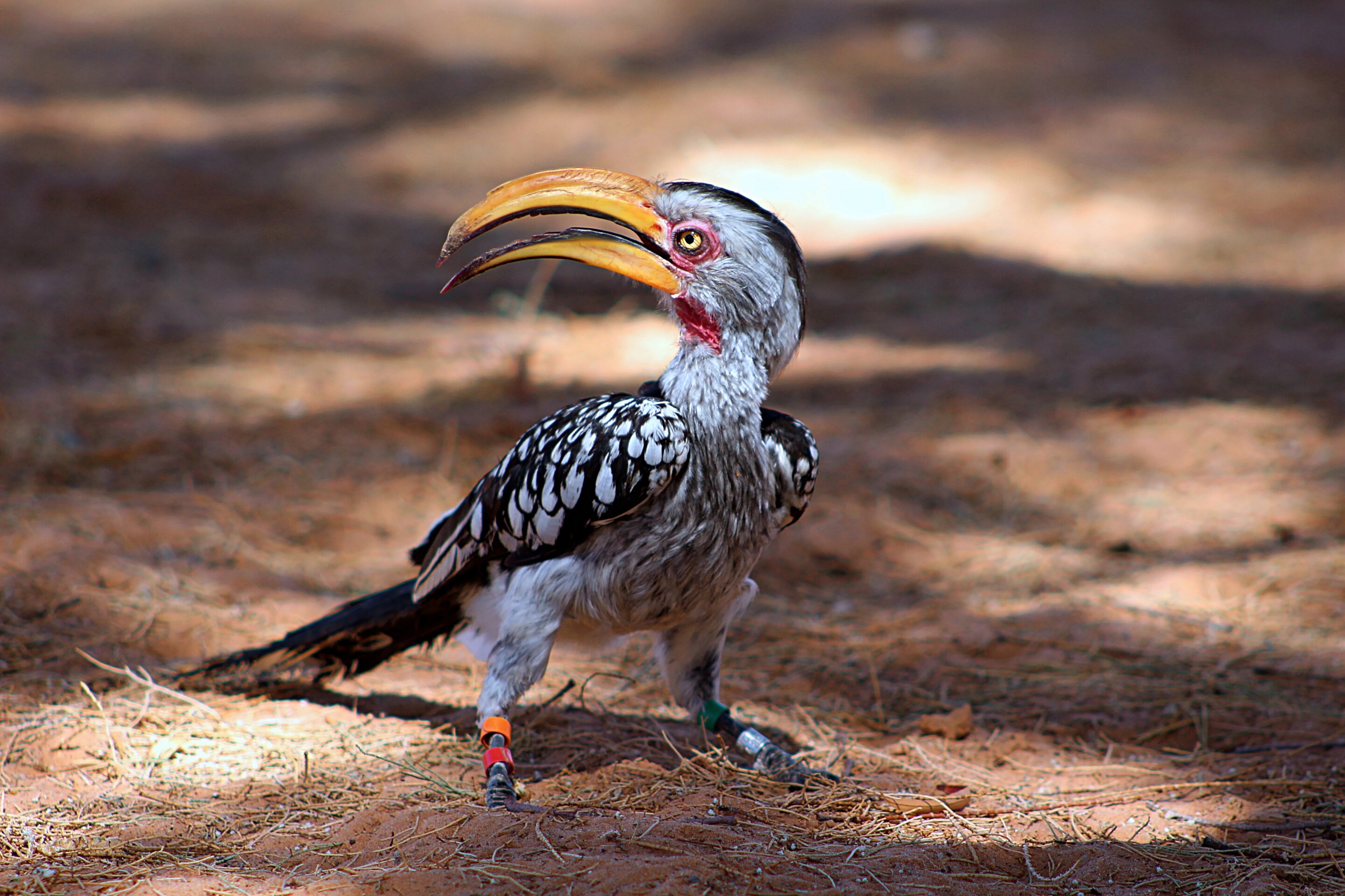 Climate crisis is driving yellow-billed hornbill to local extinction