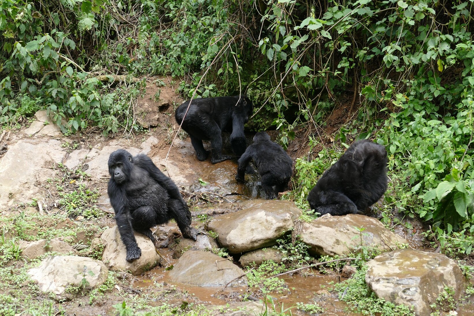 #Climate crisis is making endangered mountain gorillas more thirsty