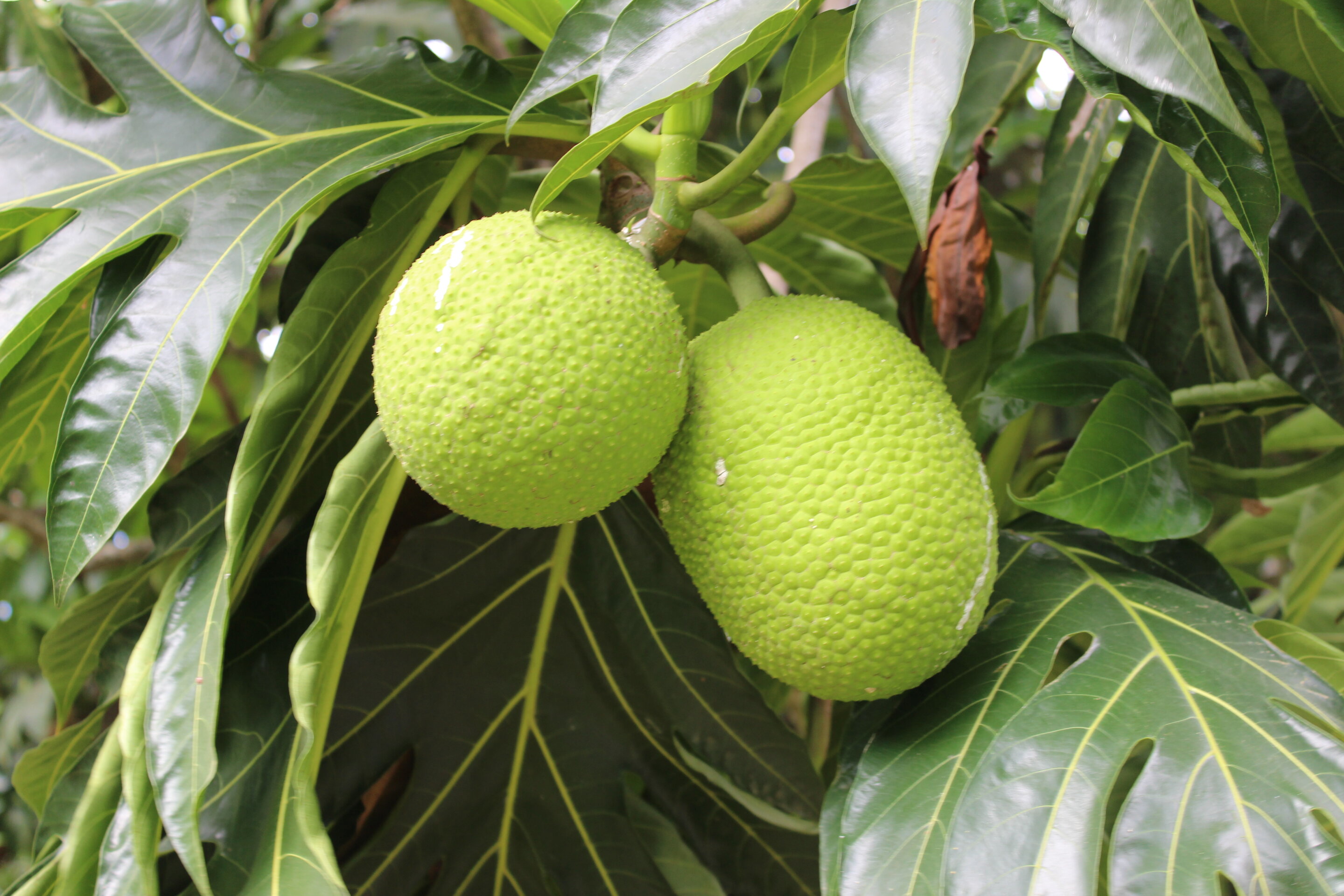 photo of Climate-resilient breadfruit might be the food of the future image