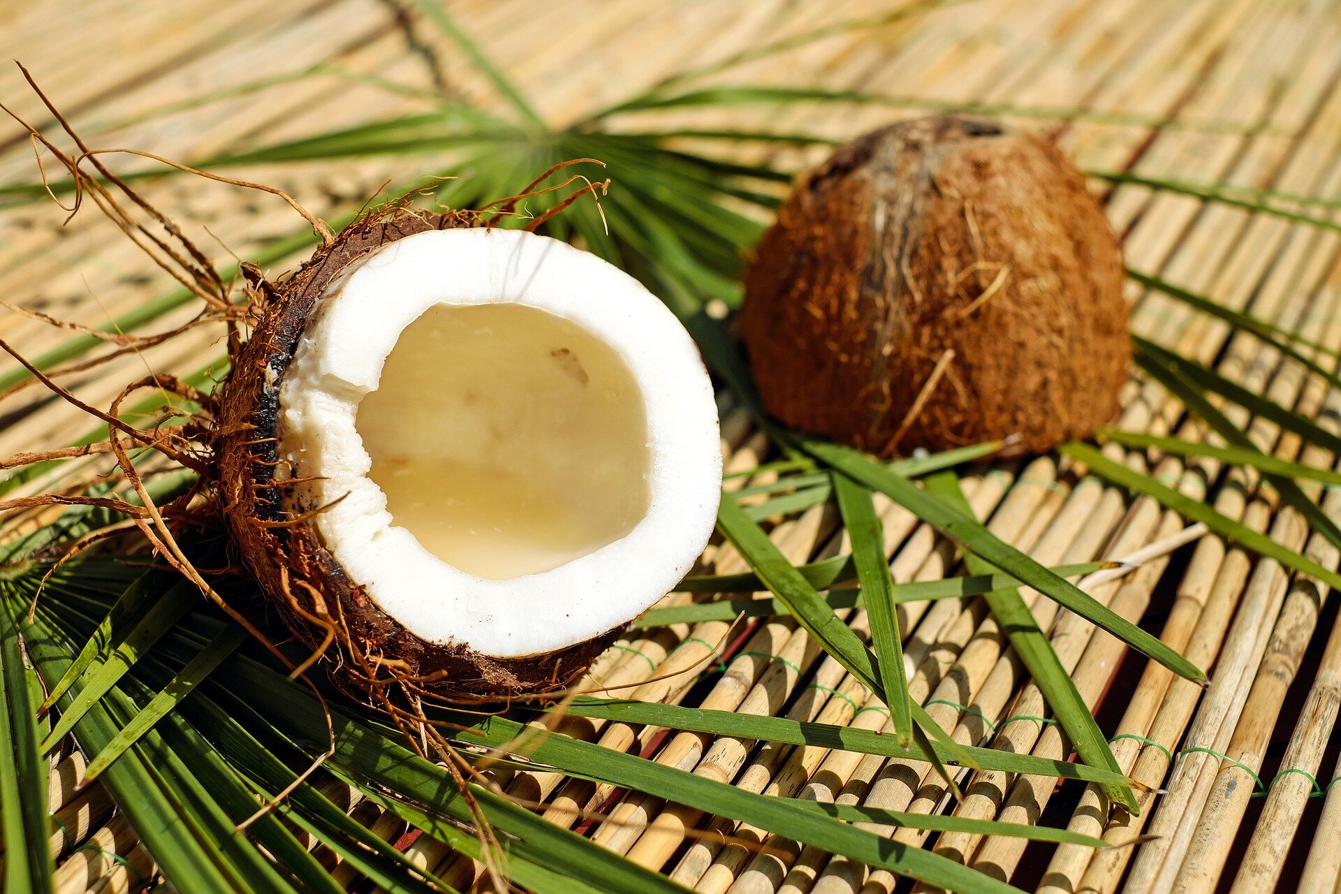 Les scientifiques se tournent vers les noix de coco pour sauver la côte du New Jersey