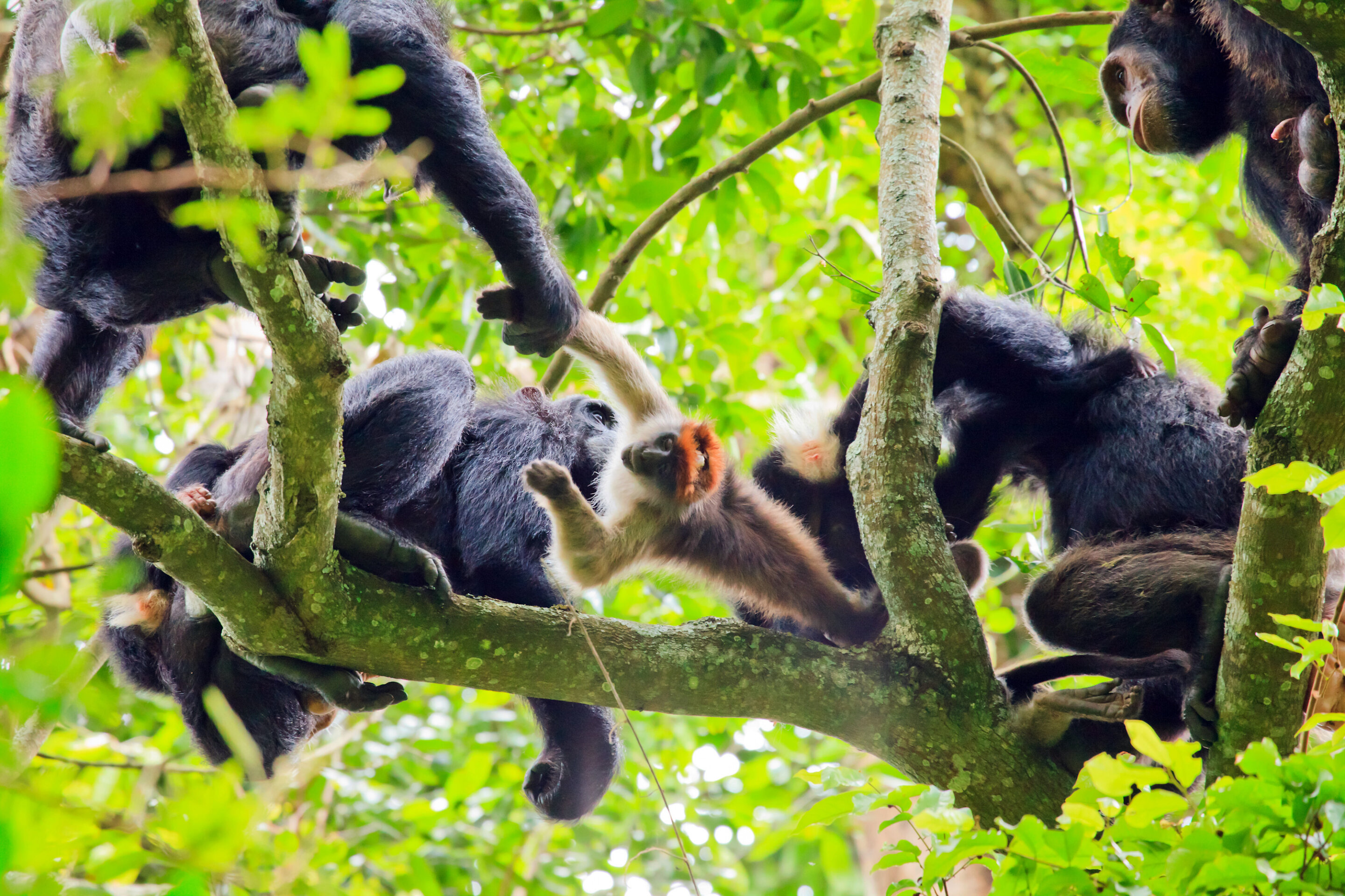 #Communication makes hunting easier for chimpanzees