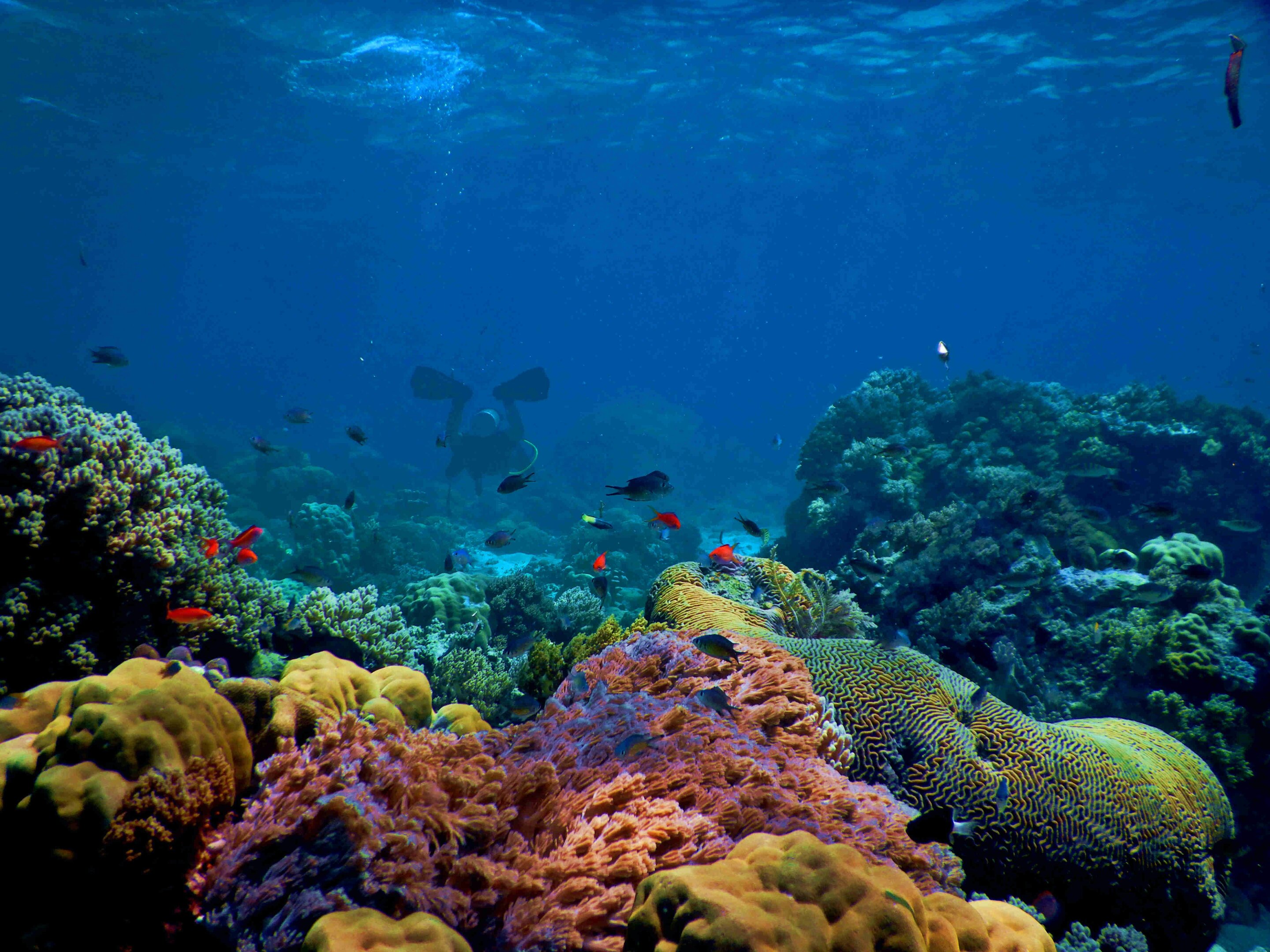 photo of Scientists believe evolution could save coral reefs, if we let it image