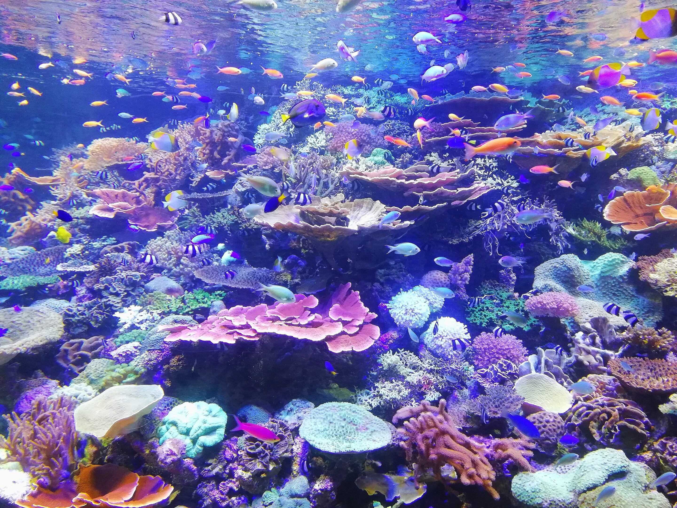 Melindungi ketersambungan terumbu karang didapati penting untuk usaha pemuliharaan