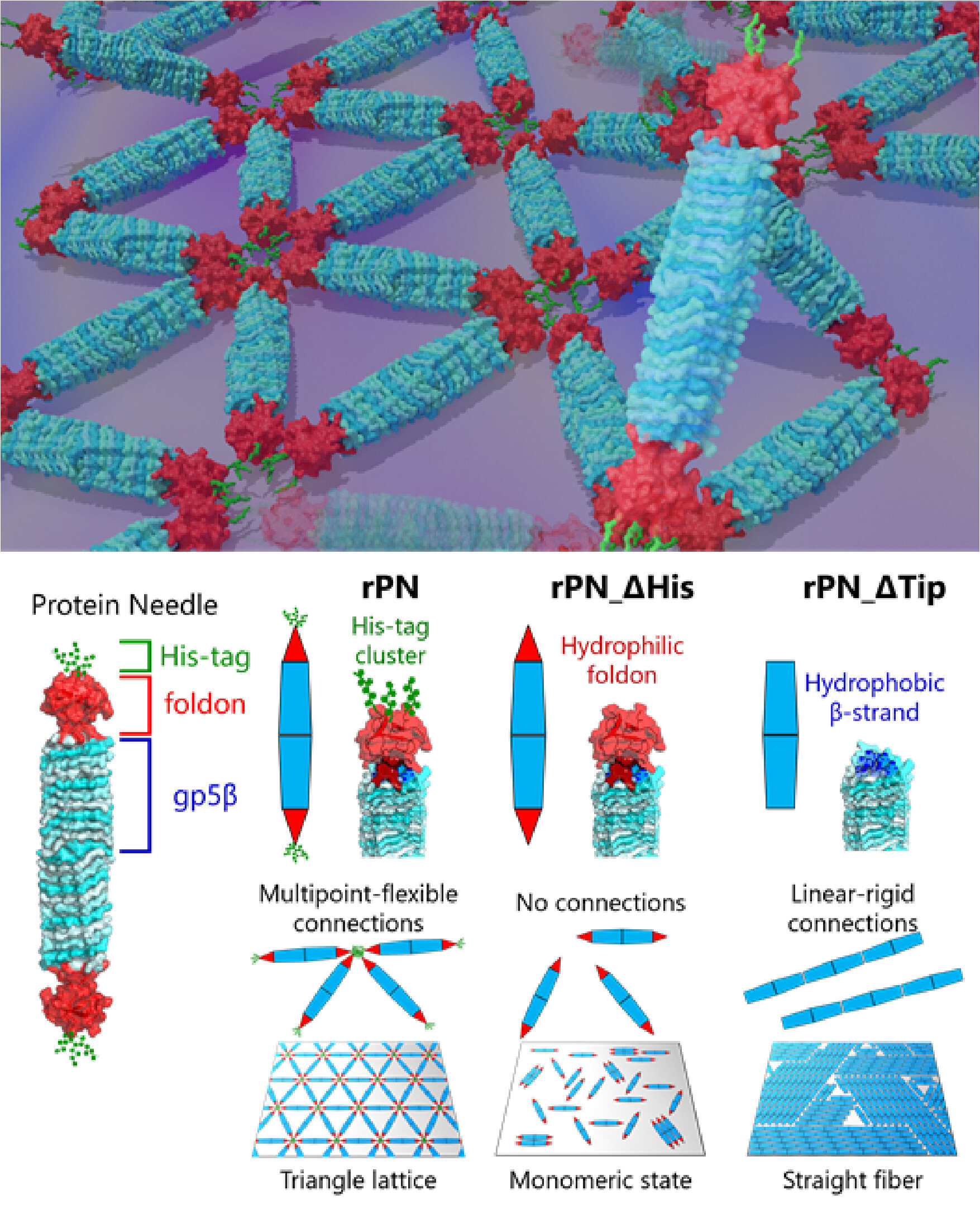 Decoding protein meeting dynamics with synthetic protein needles