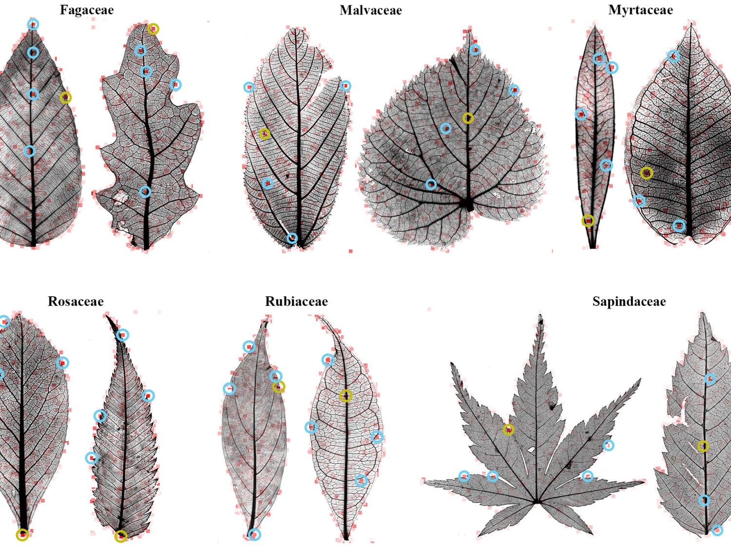 photo of Decoding the leaf: Scientists search for features to ID modern, fossil leaves image