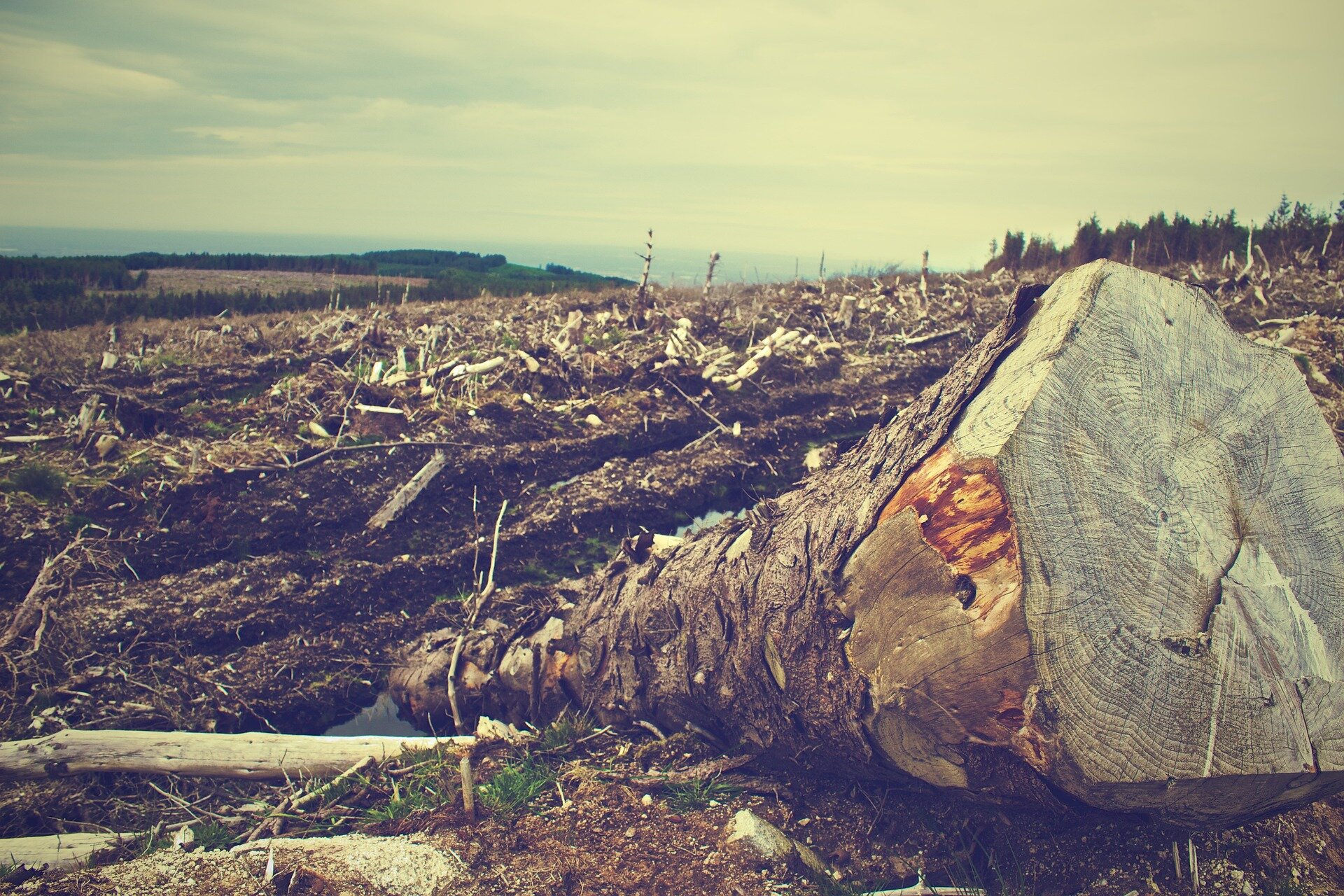 'Deforestation-free' supply chain pledges have barely impacted forest clearance ..