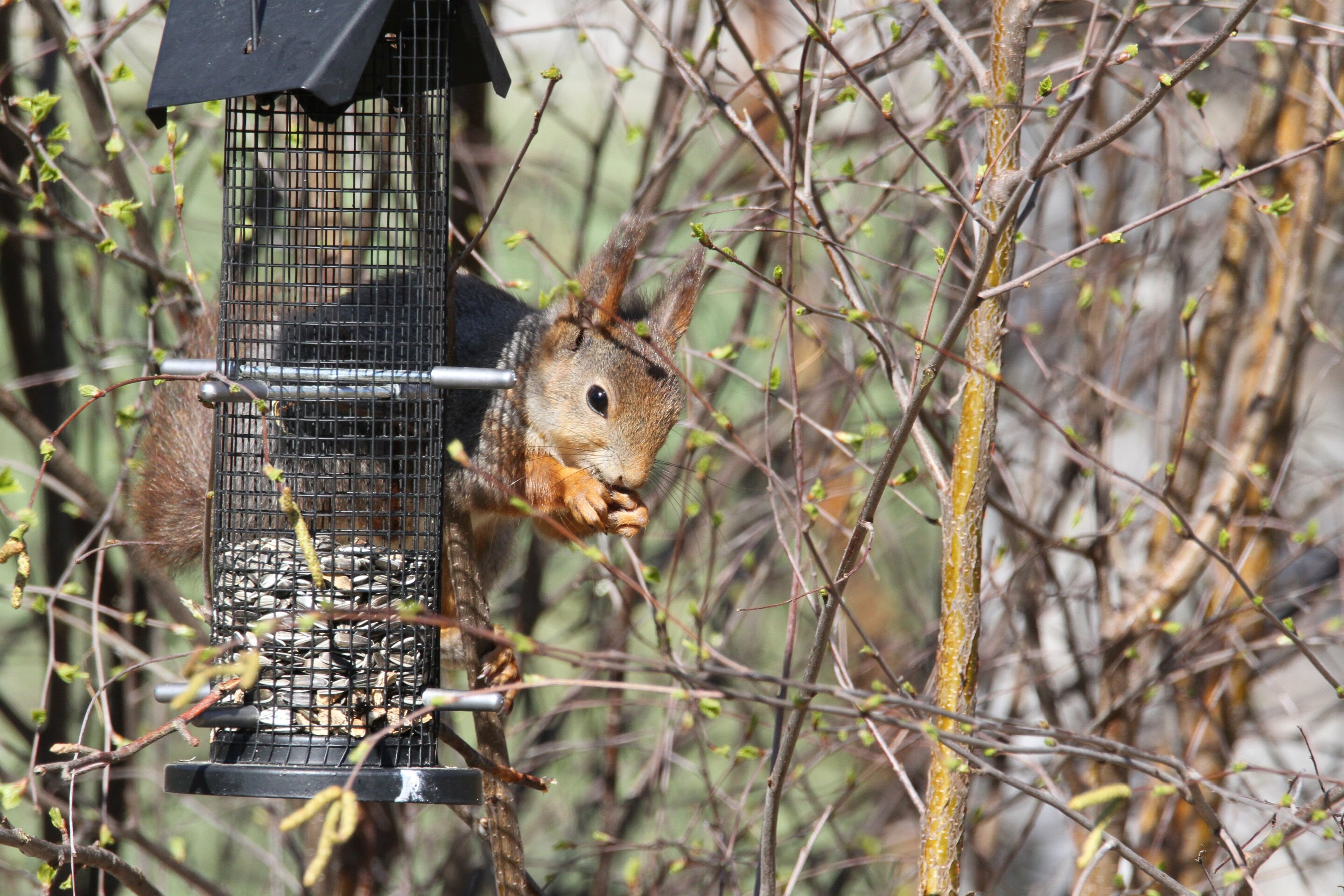 Despite frequent sightings, red squirrel habitats in Berlin are small and fragmented