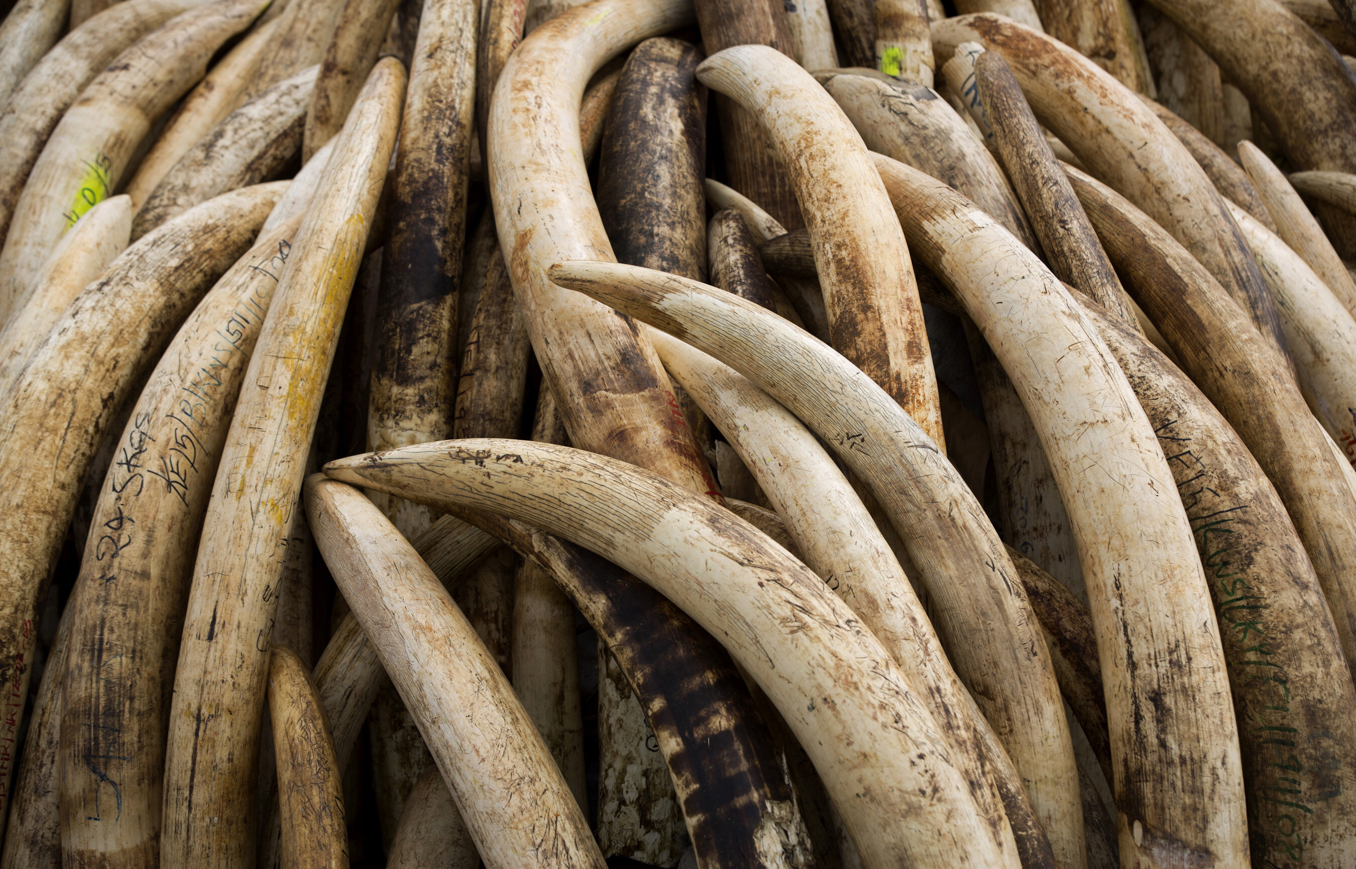 #DNA analysis of elephant ivory reveals trafficking networks