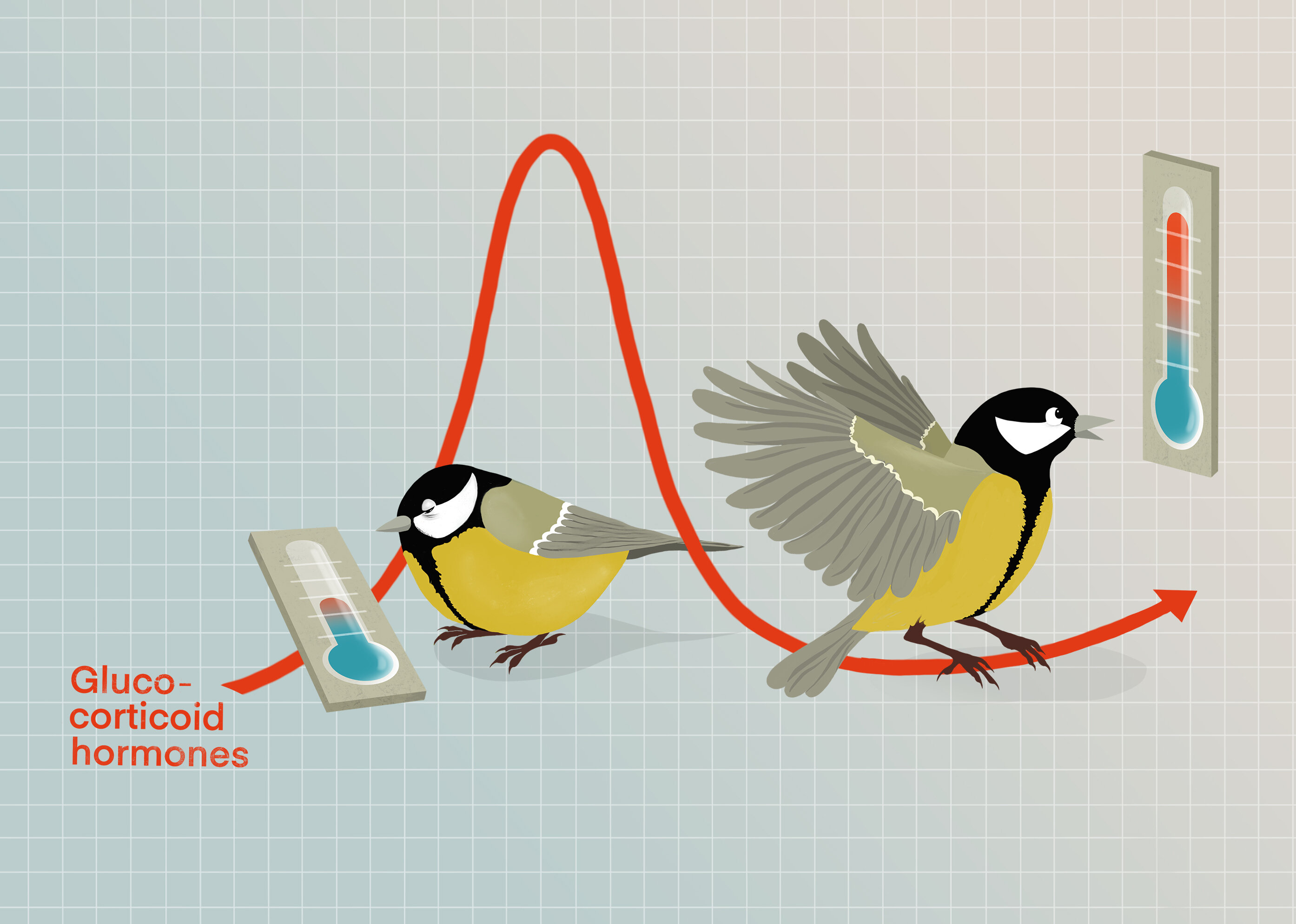 How bird feeders may be changing great tits' beaks
