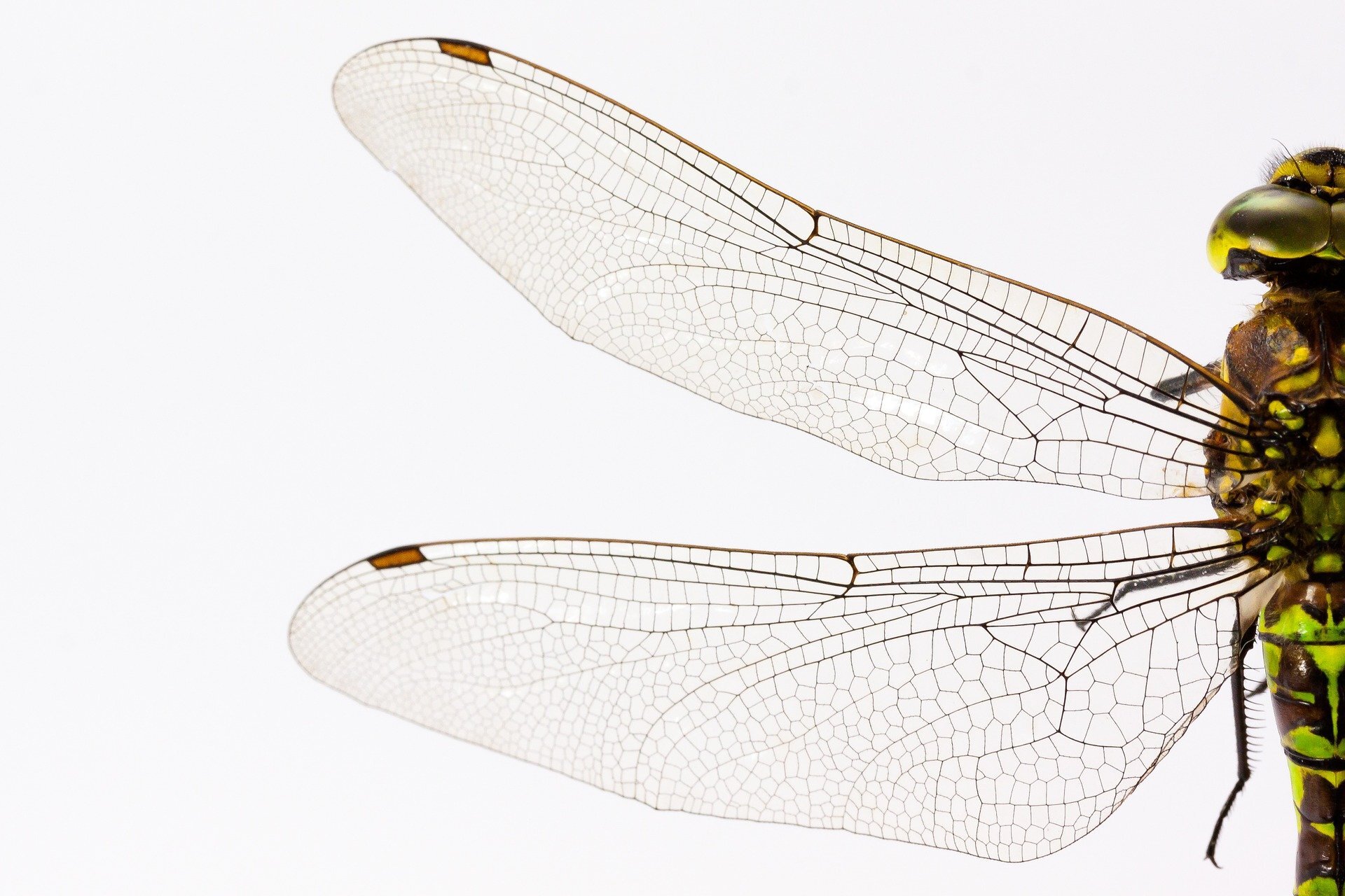 Bacteria-shredding insect wings inspire new antibacterial packaging