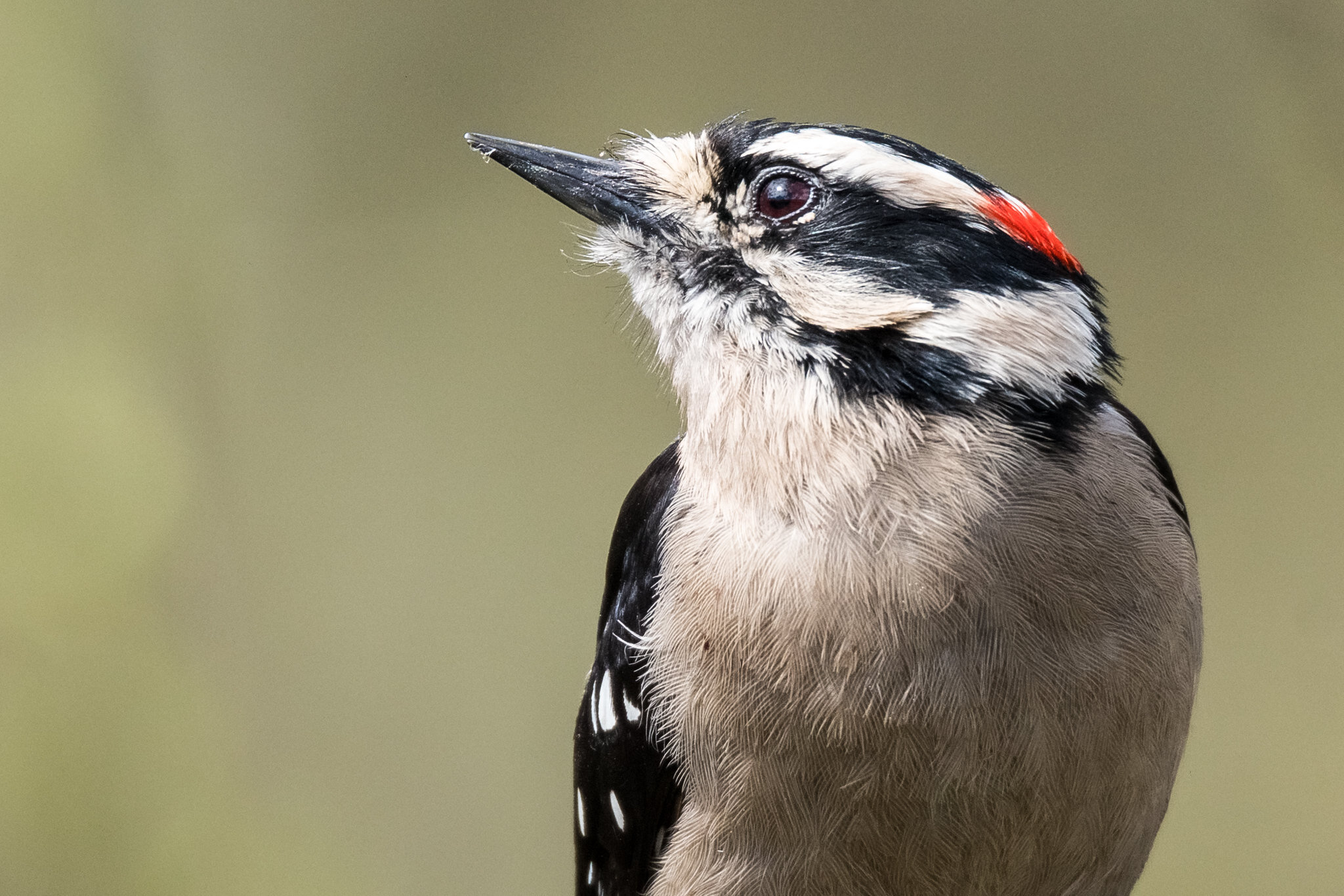 Drumming in woodpeckers is neurologically similar to singing in songbirds