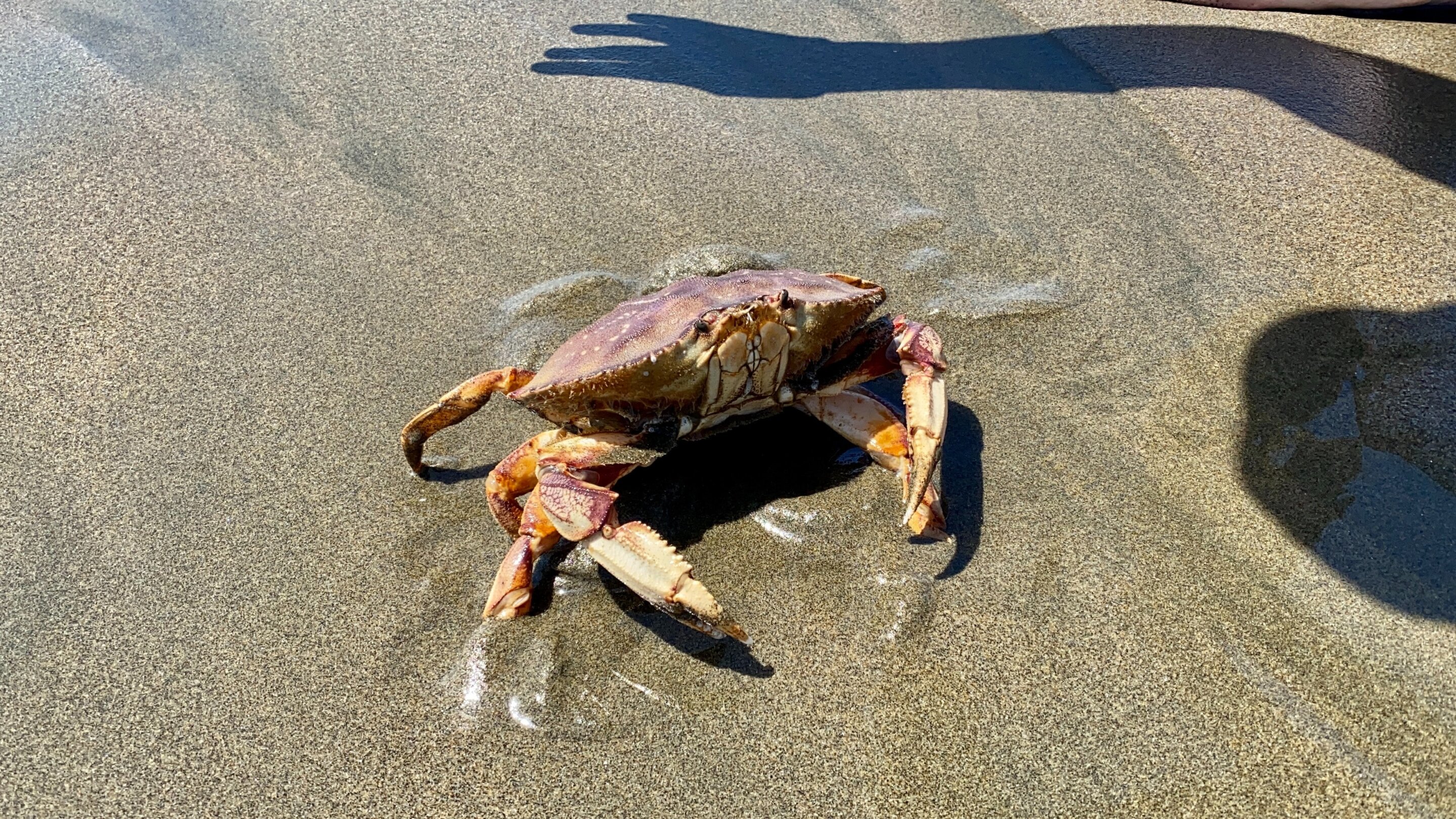 photo of Dungeness crab season in San Francisco Bay Area, Central Coast will come to an early end image