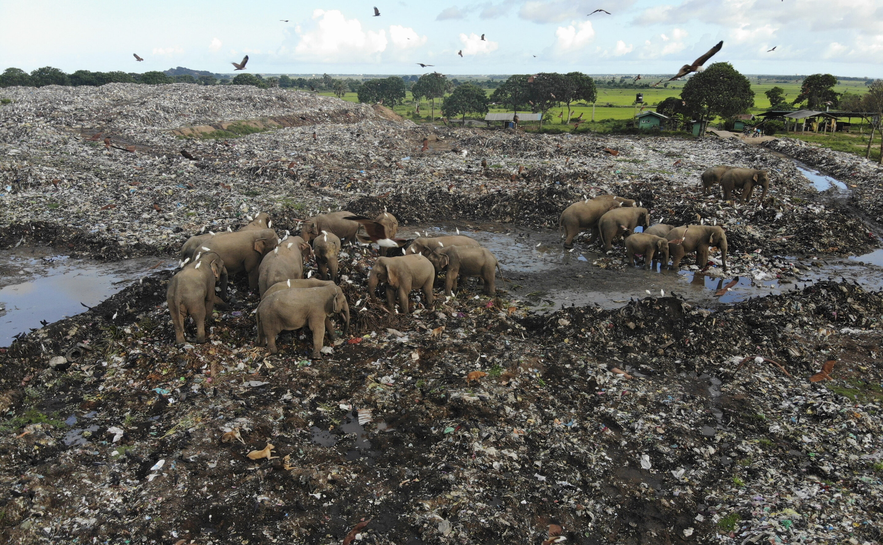 photo of Elephants dying from eating plastic waste in Sri Lankan dump image