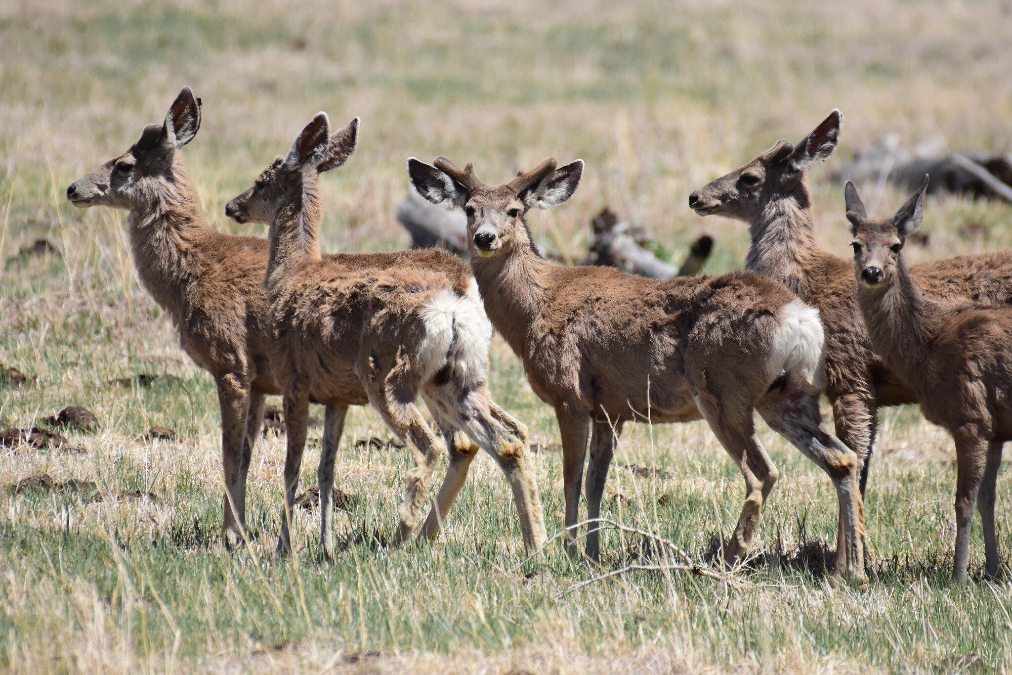 Gas wells hold up deer during spring migration