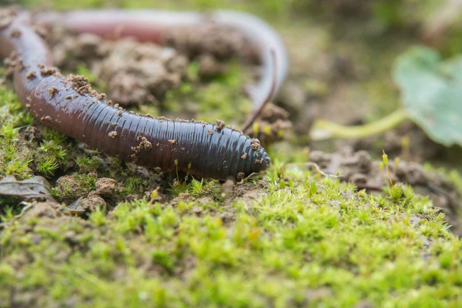 #European earthworms reduce insect populations in North American forests