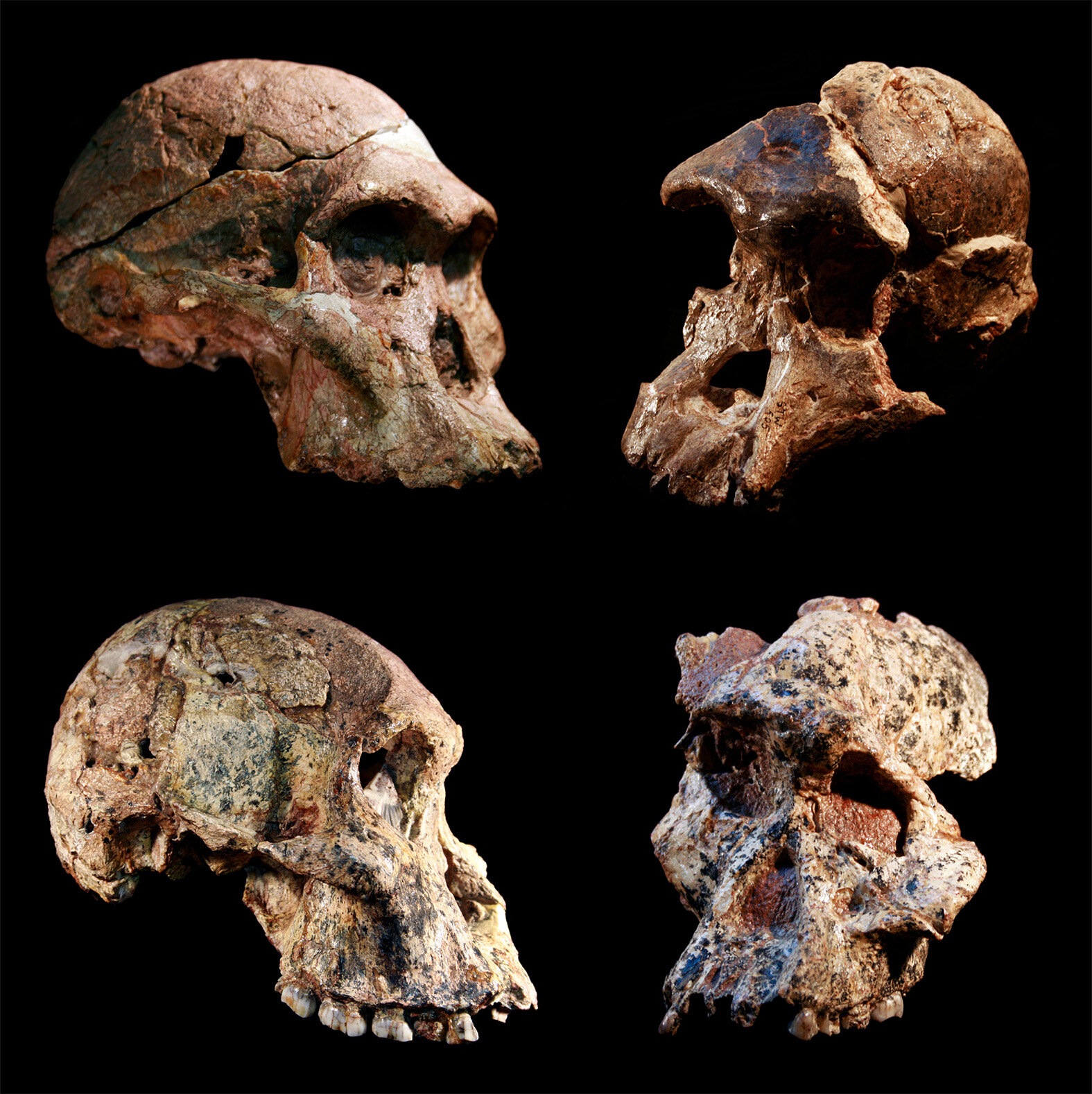 Окаменелости в «Колыбели человечества» оказались на миллион лет старше, чем считалось ранее