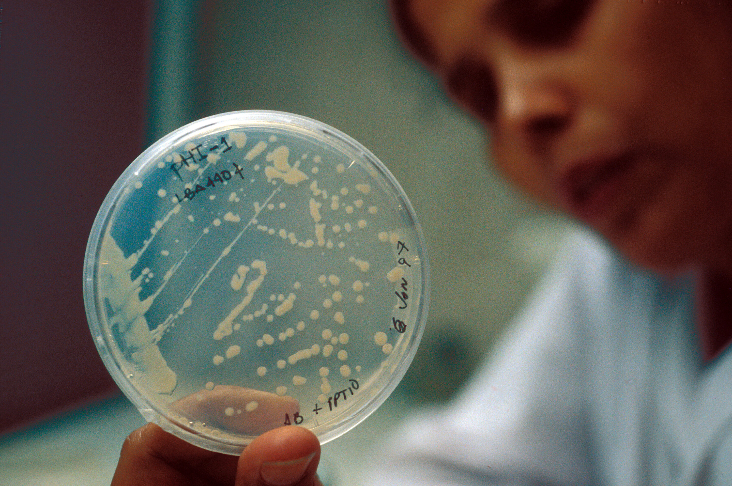 Микроорганизмы воздуха помещений. Микроорганизмы в воздухе. Бактерии в воздухе. Микробиология воздуха. Микробы в воздухе.