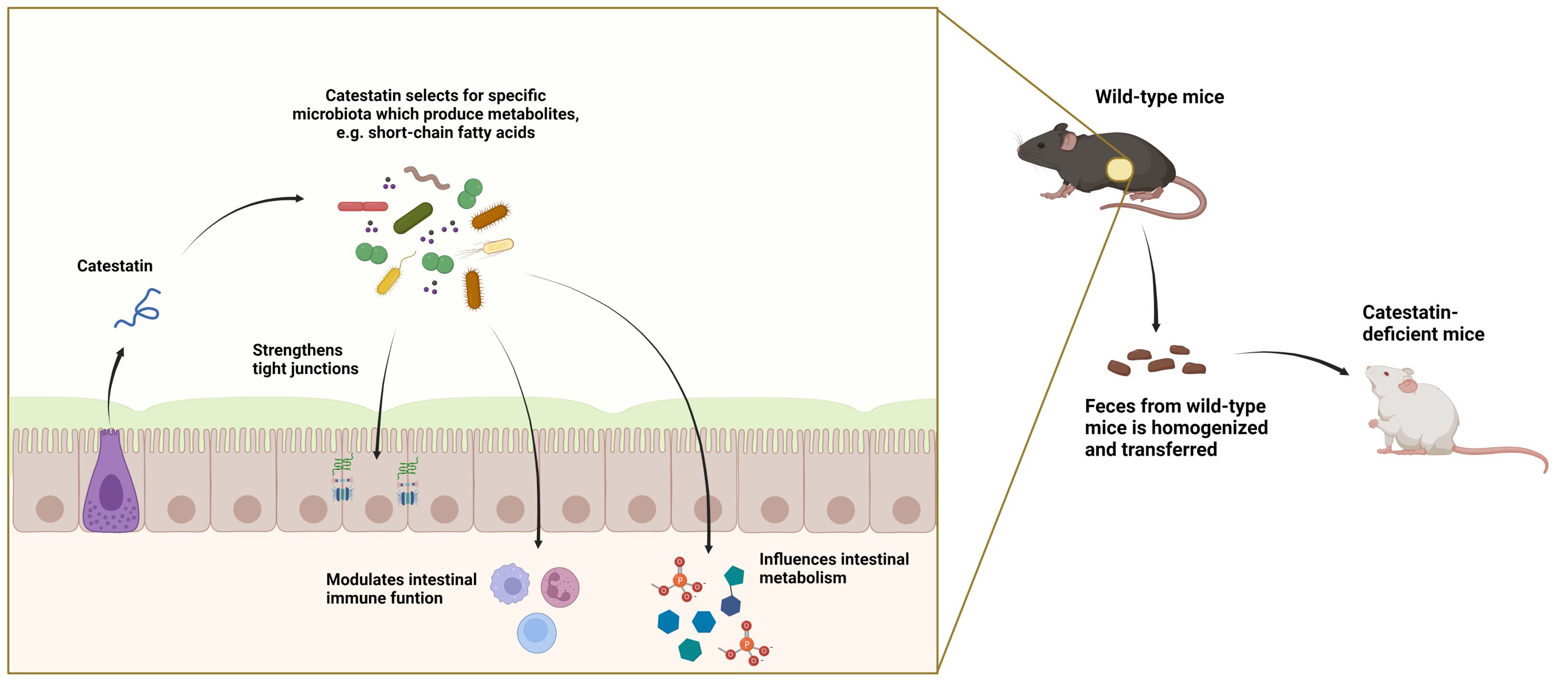 Q&A: DIY fecal microbiota transplantation a risky game of 'Russian roulette