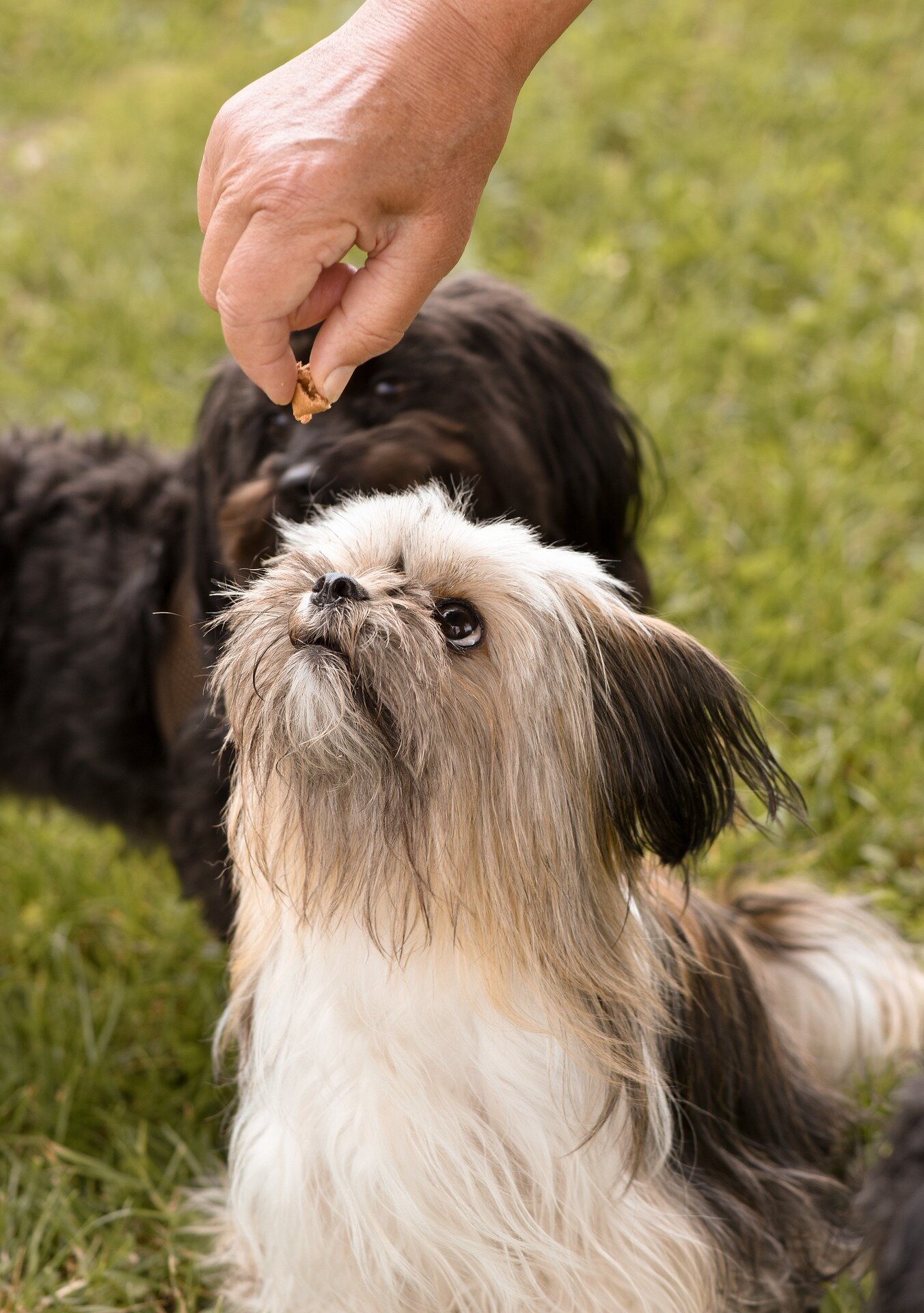 #Feeding dogs raw meat associated with increased presence of antibiotic-resistant bacteria