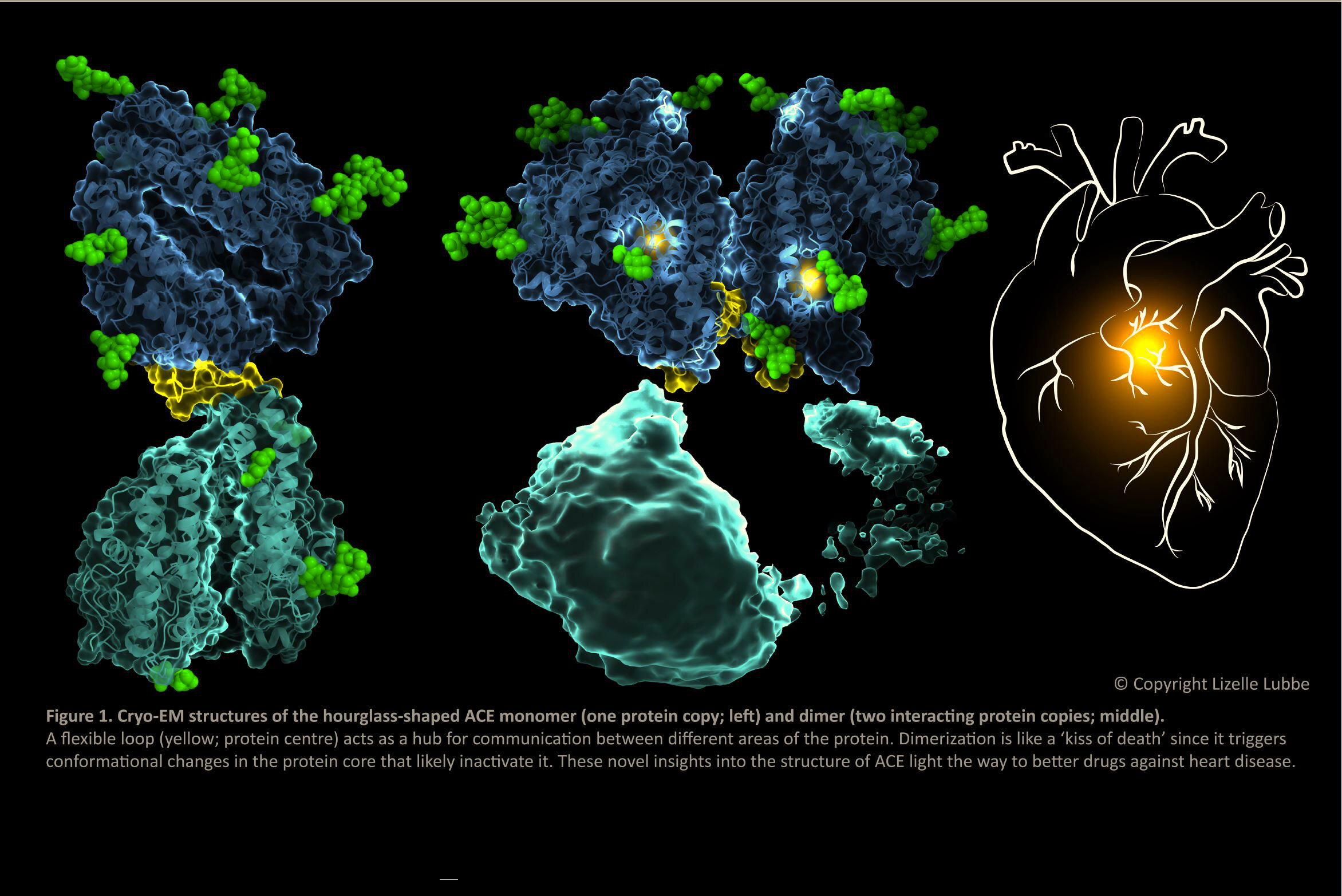 First Cryo Em Structures Of Angiotensin Converting Enzyme Pave The Way For Better Drugs To Treat