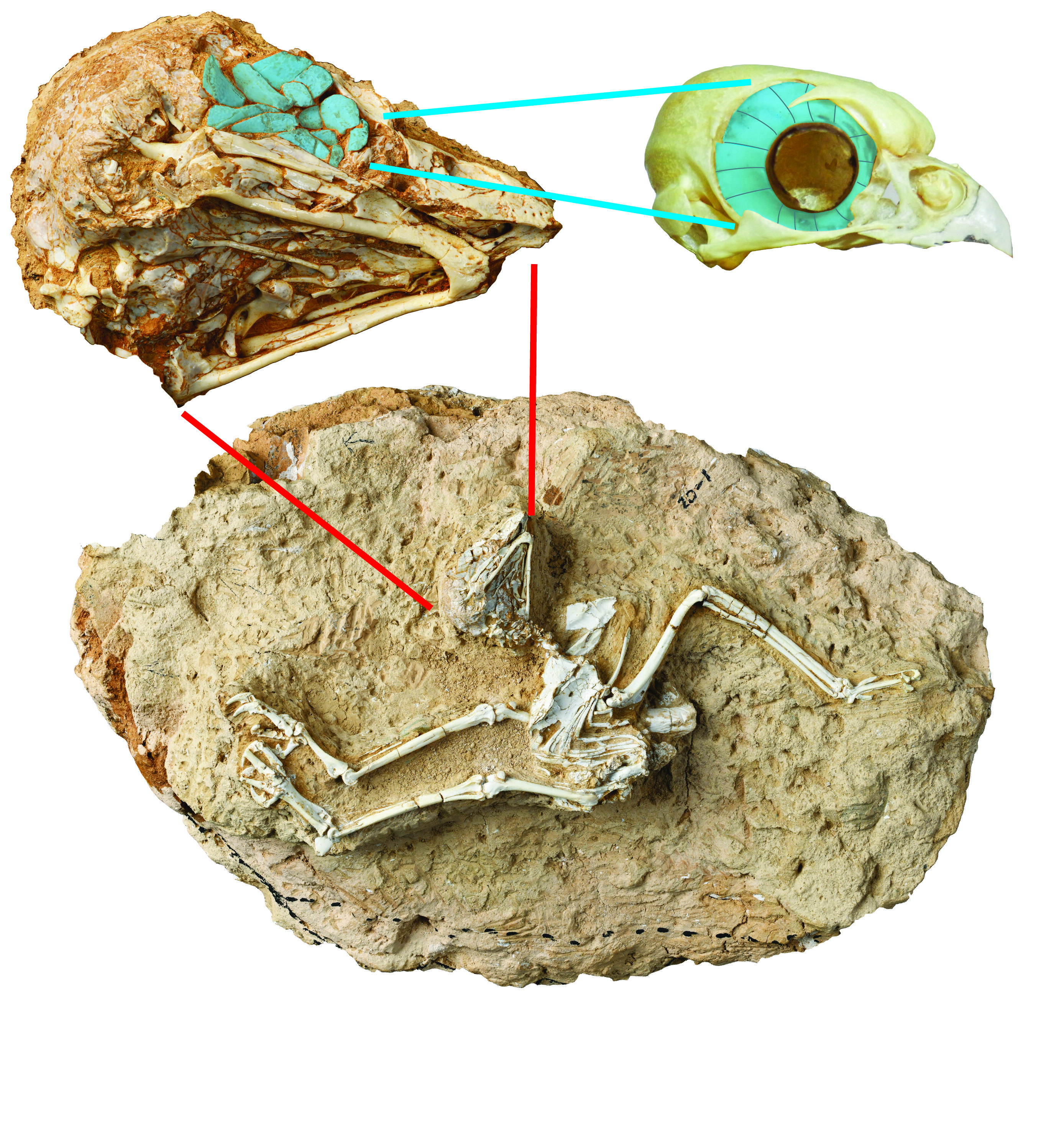 First fossil of a daytime active owl found at the edge of the Tibetan Plateau