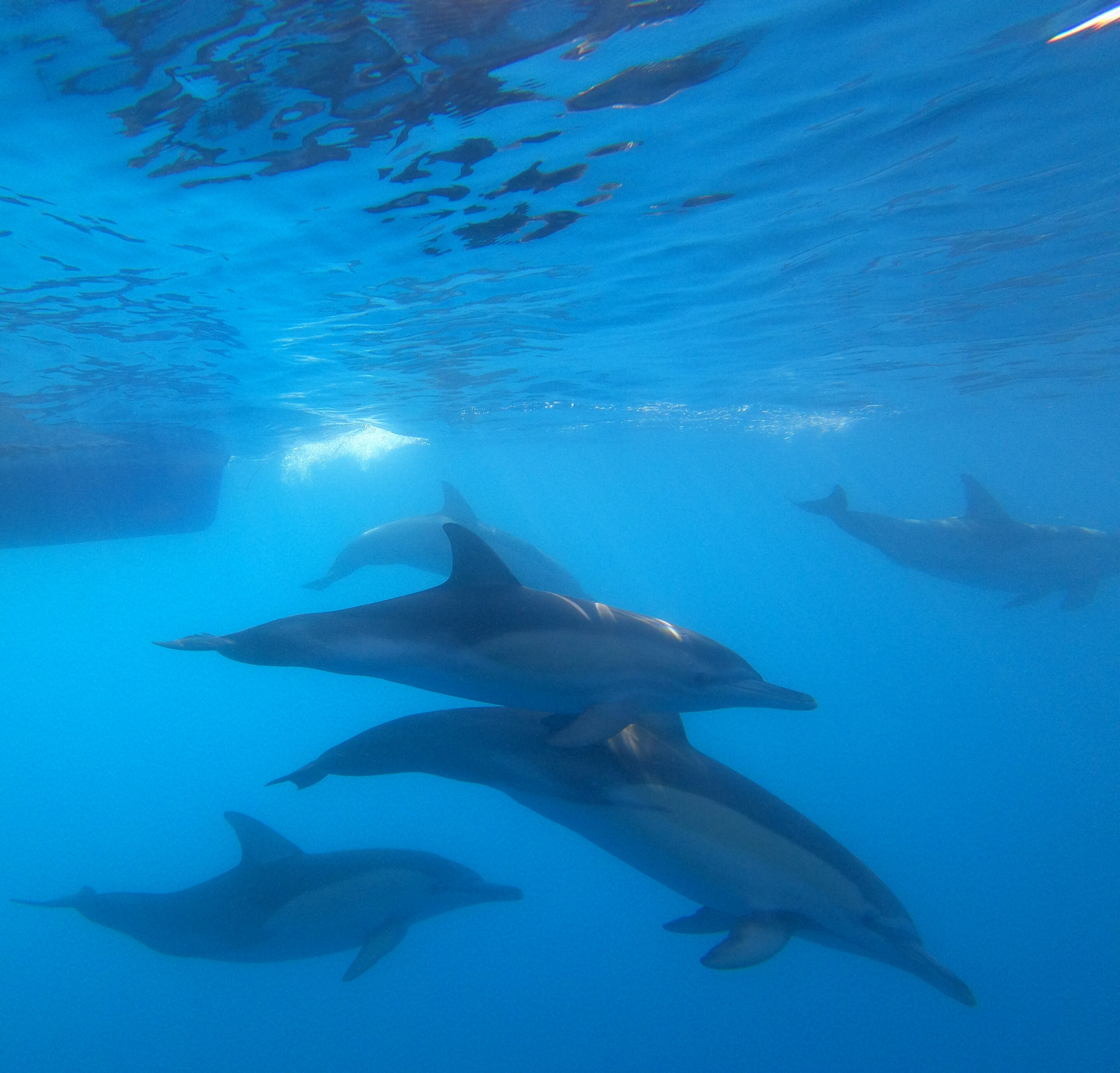 First major dolphin DNA study
