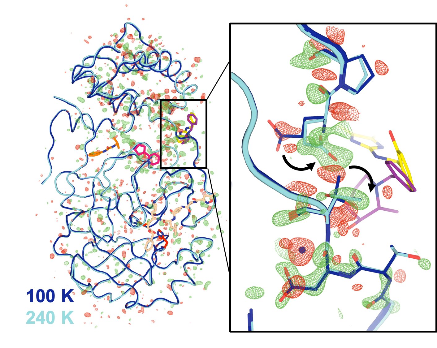 First structure of key COVID enzyme at human body temperature