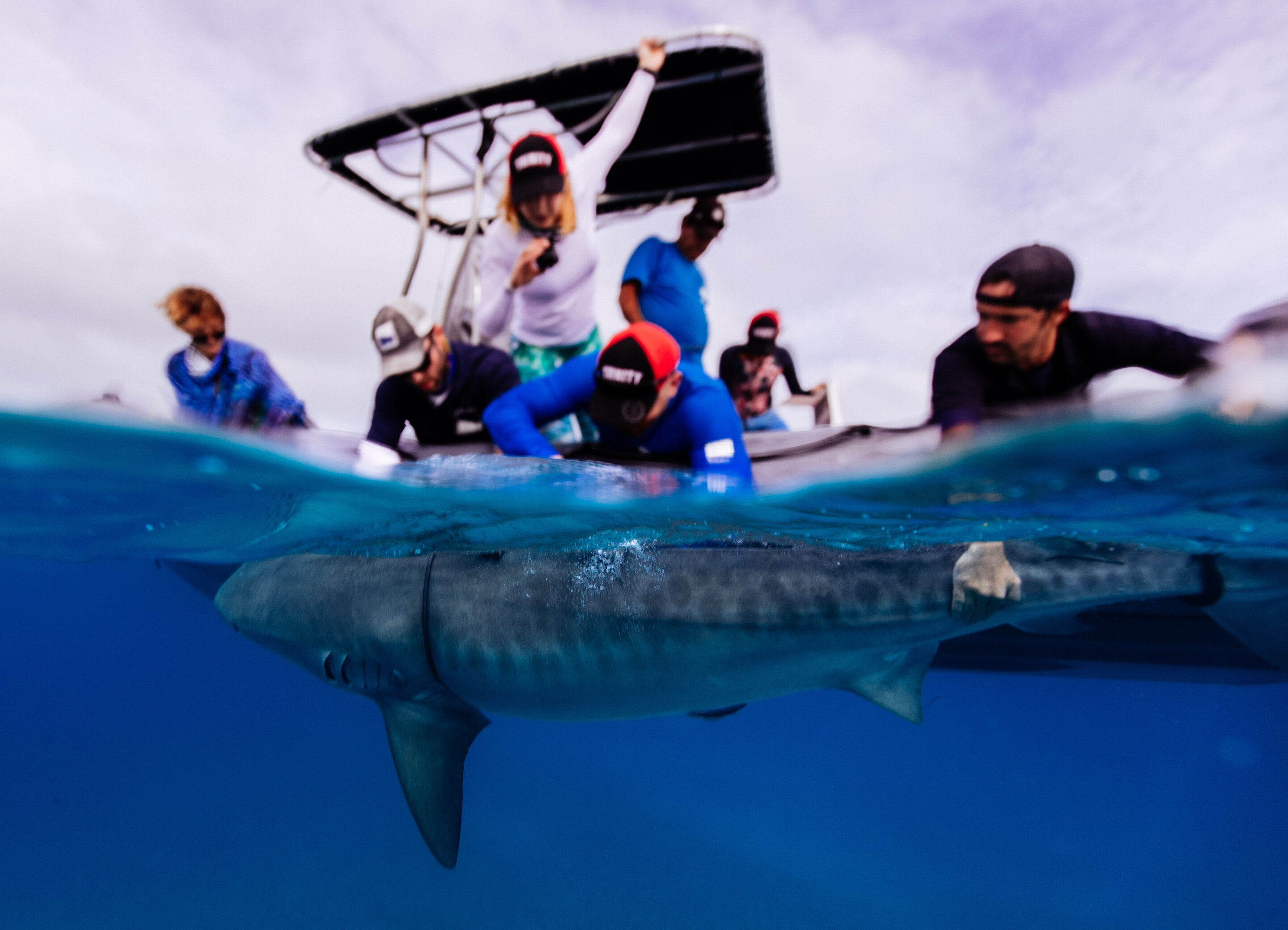photo of Catch-and-release fishing may cause temperature spikes in sharks image