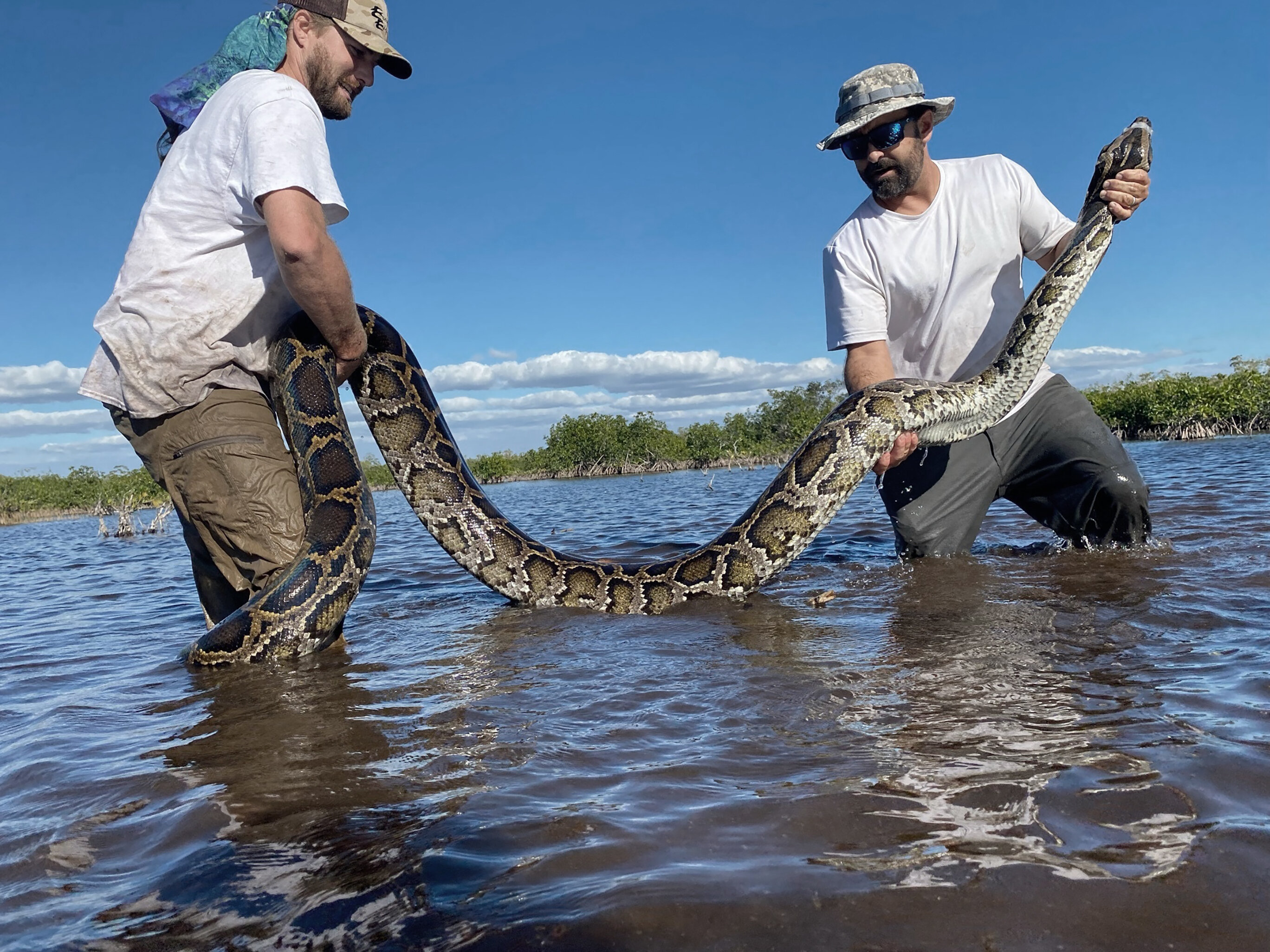 photo of Florida team hauls in 18-foot, 215-pound Burmese python image