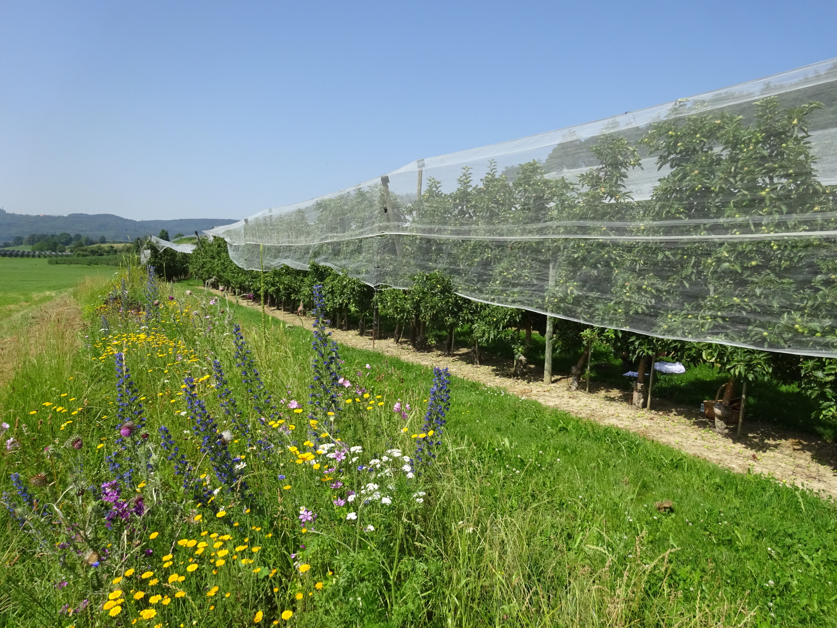 photo of Flower strips and hedges combine to boost bees in orchards image