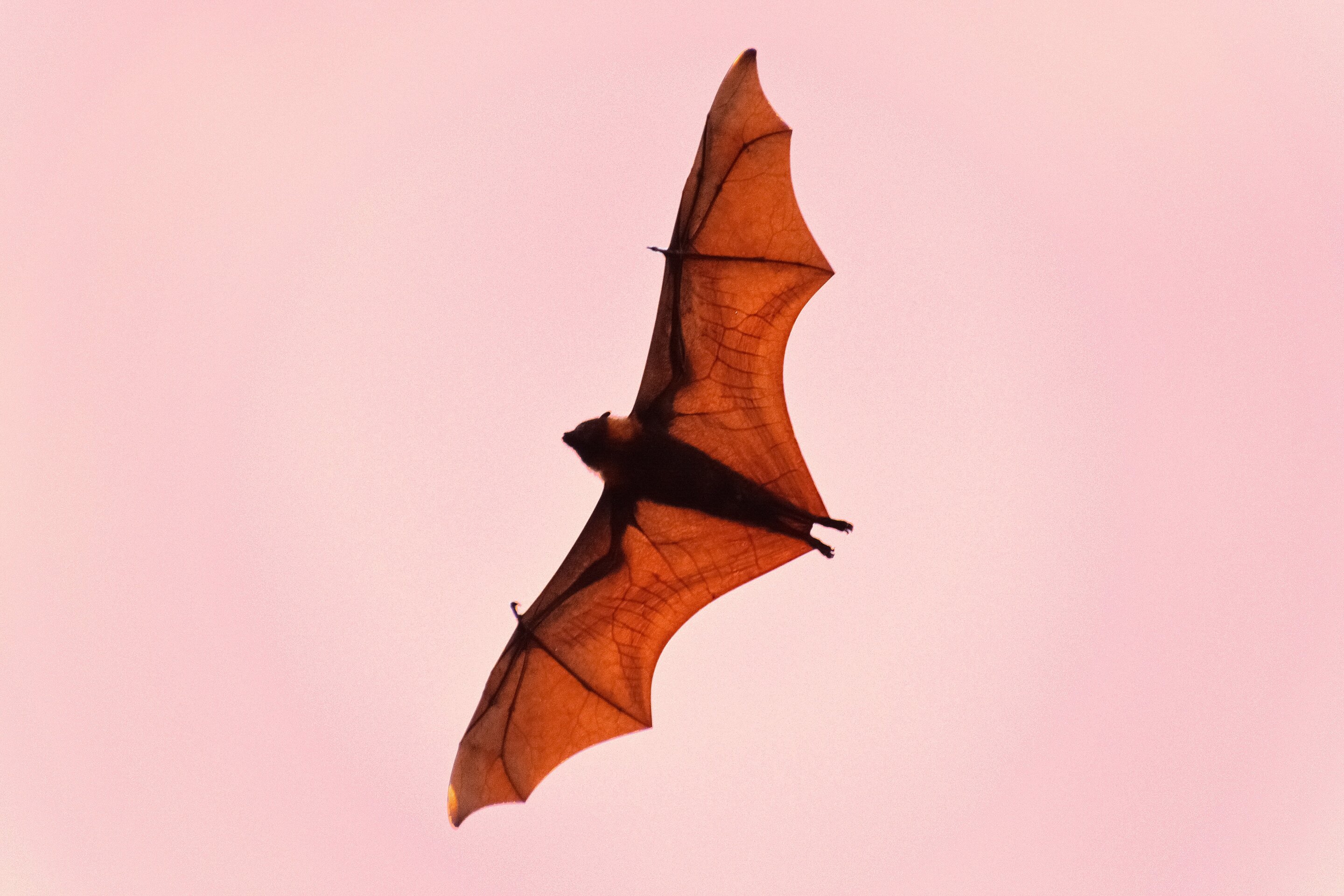 photo of Africa is full of bats, but their fossils are scarce—why these rare records matter image