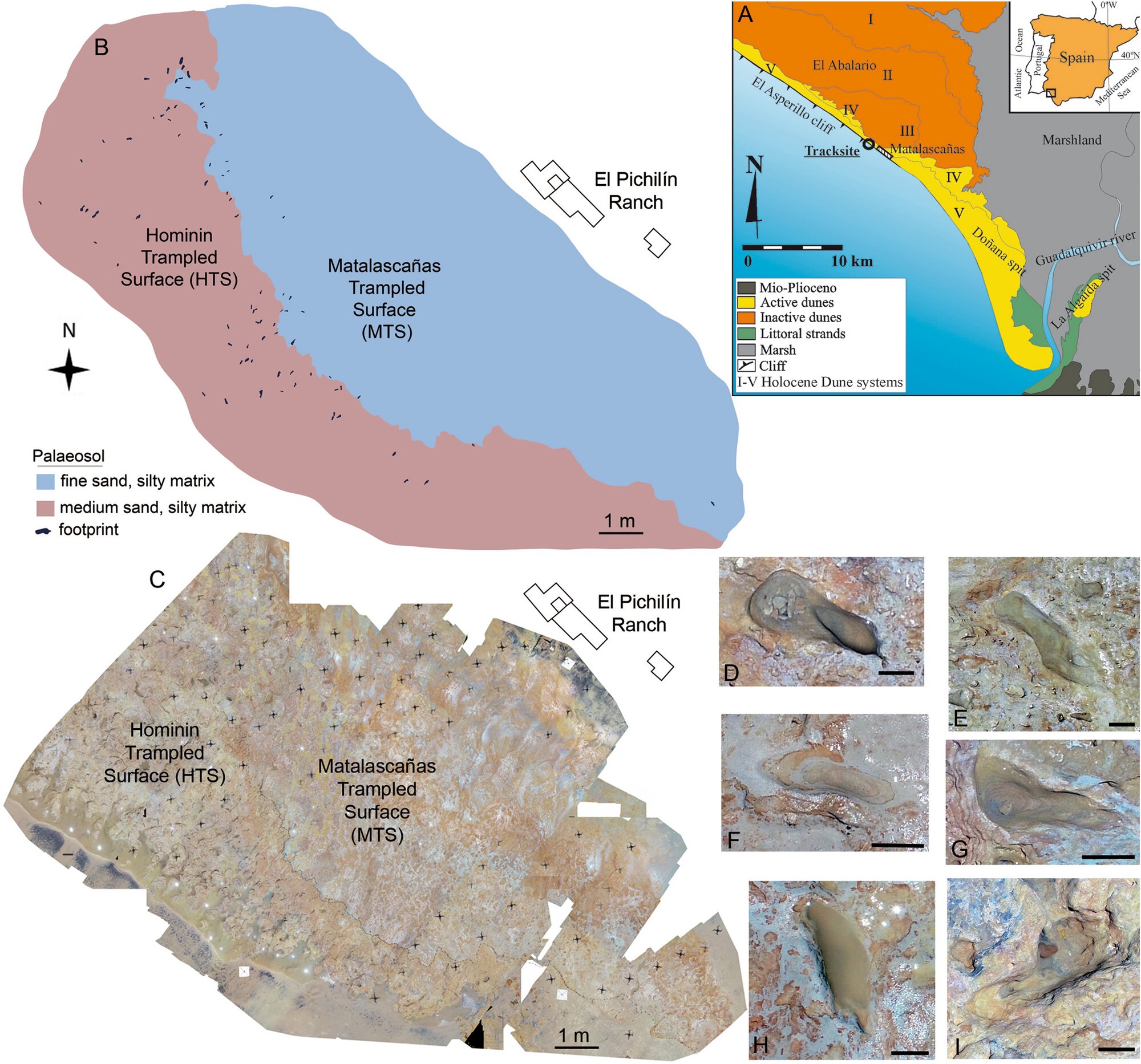 Footprints indicate human presence in Spain in Middle Pleistocene, 200,000 years..