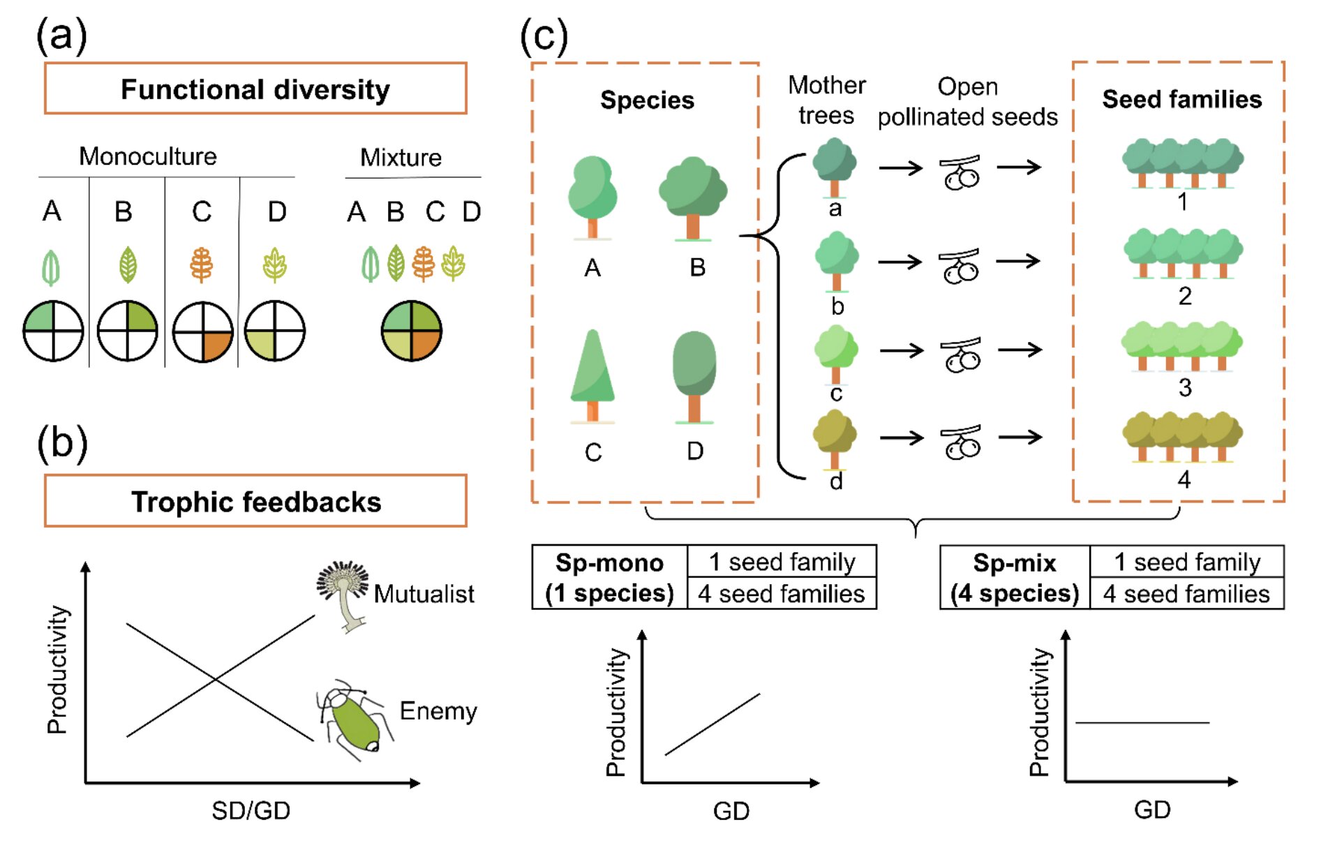 Forests found to benefit from tree species variety and genetic diversity