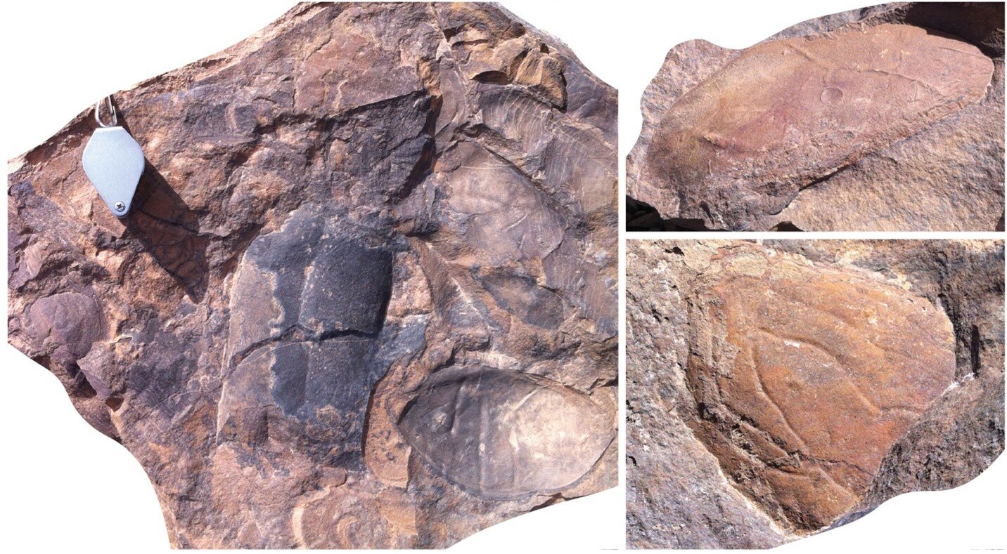 fossil-site-reveals-gi-1.jpg