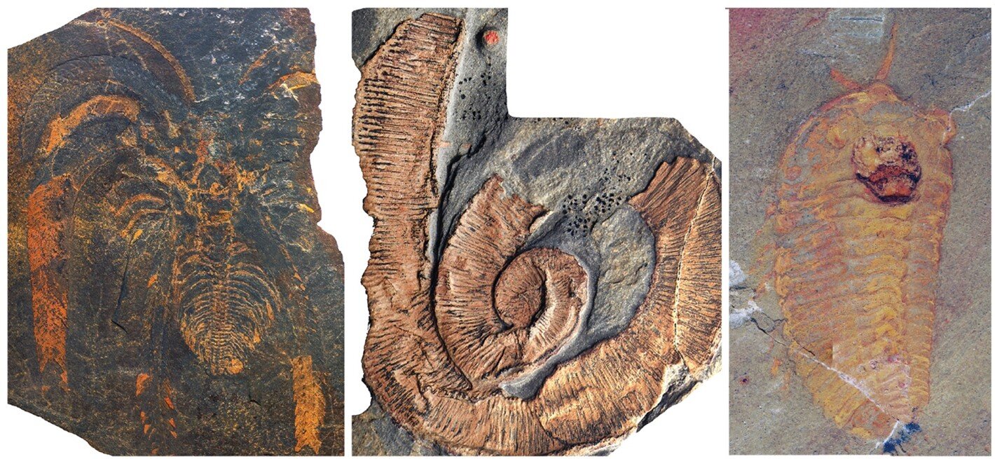 fossil-site-reveals-gi.jpg