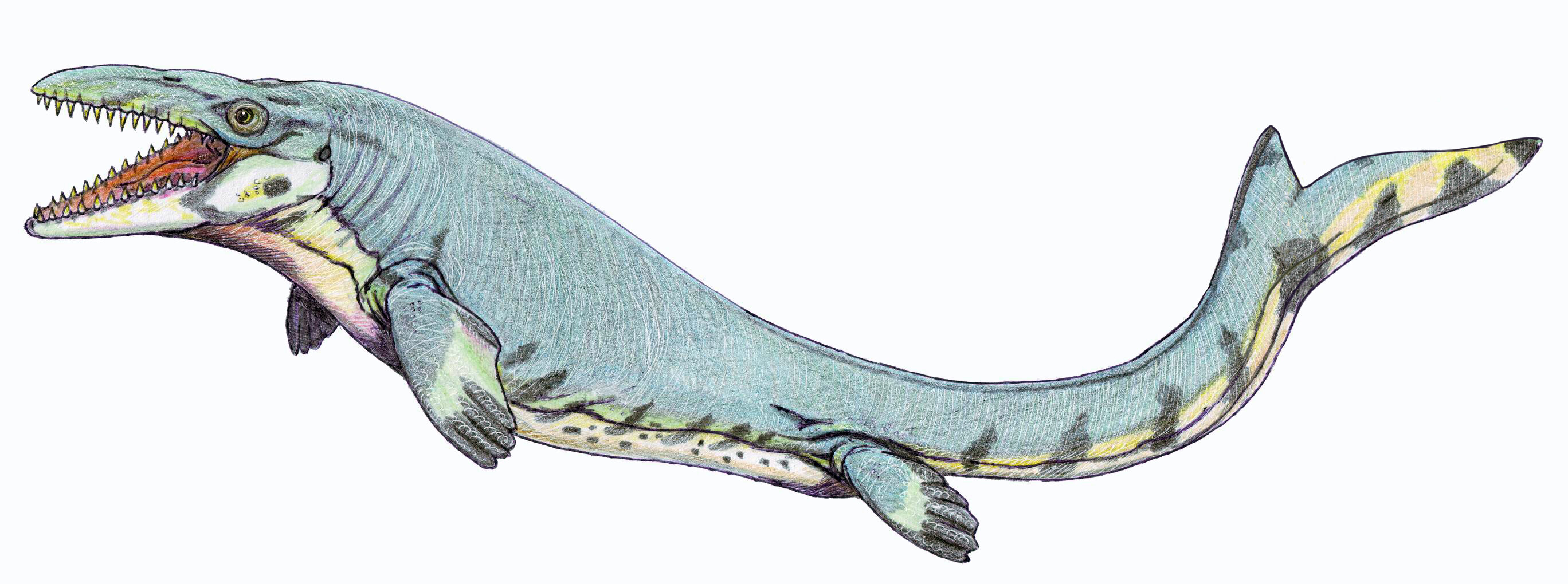 Fossils of 30-foot prehistoric marine lizard unearthed in Texas