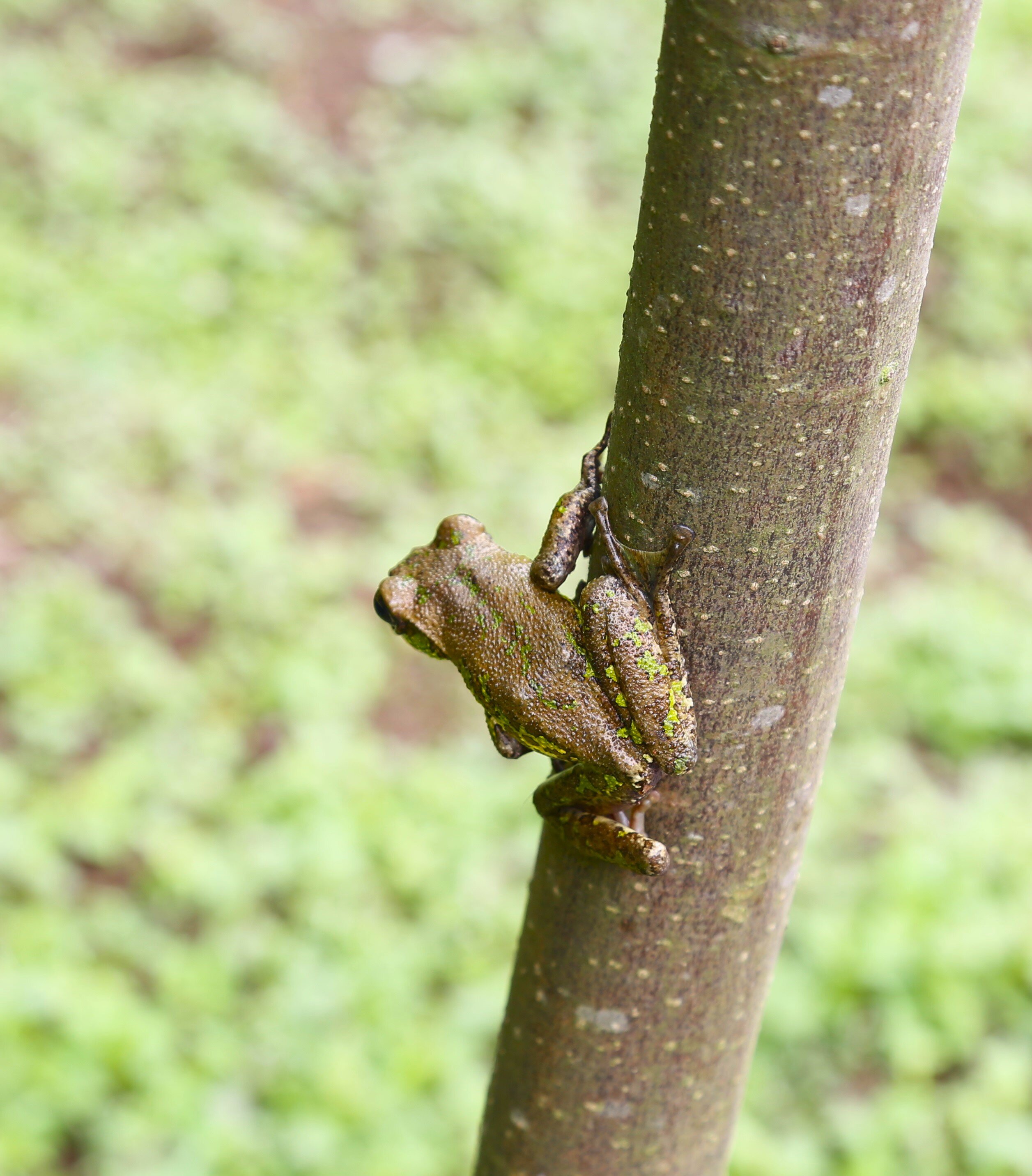 #Frogs use brains or camouflage to evade predators